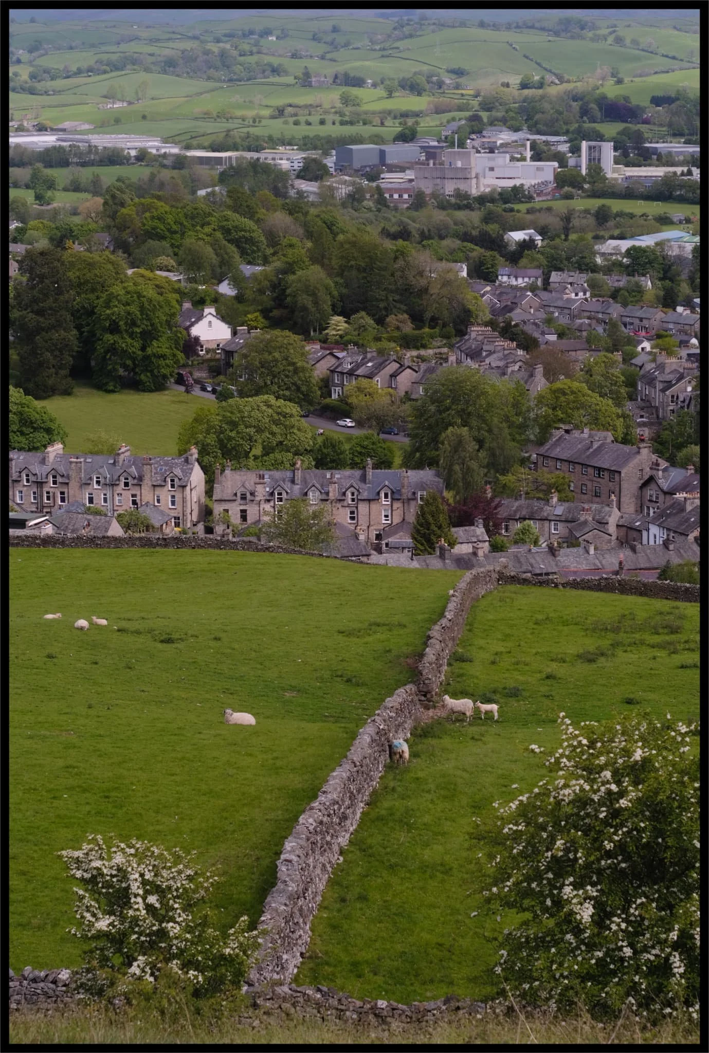  This year&rsquo;s spring lambs are getting nice and fat now. 