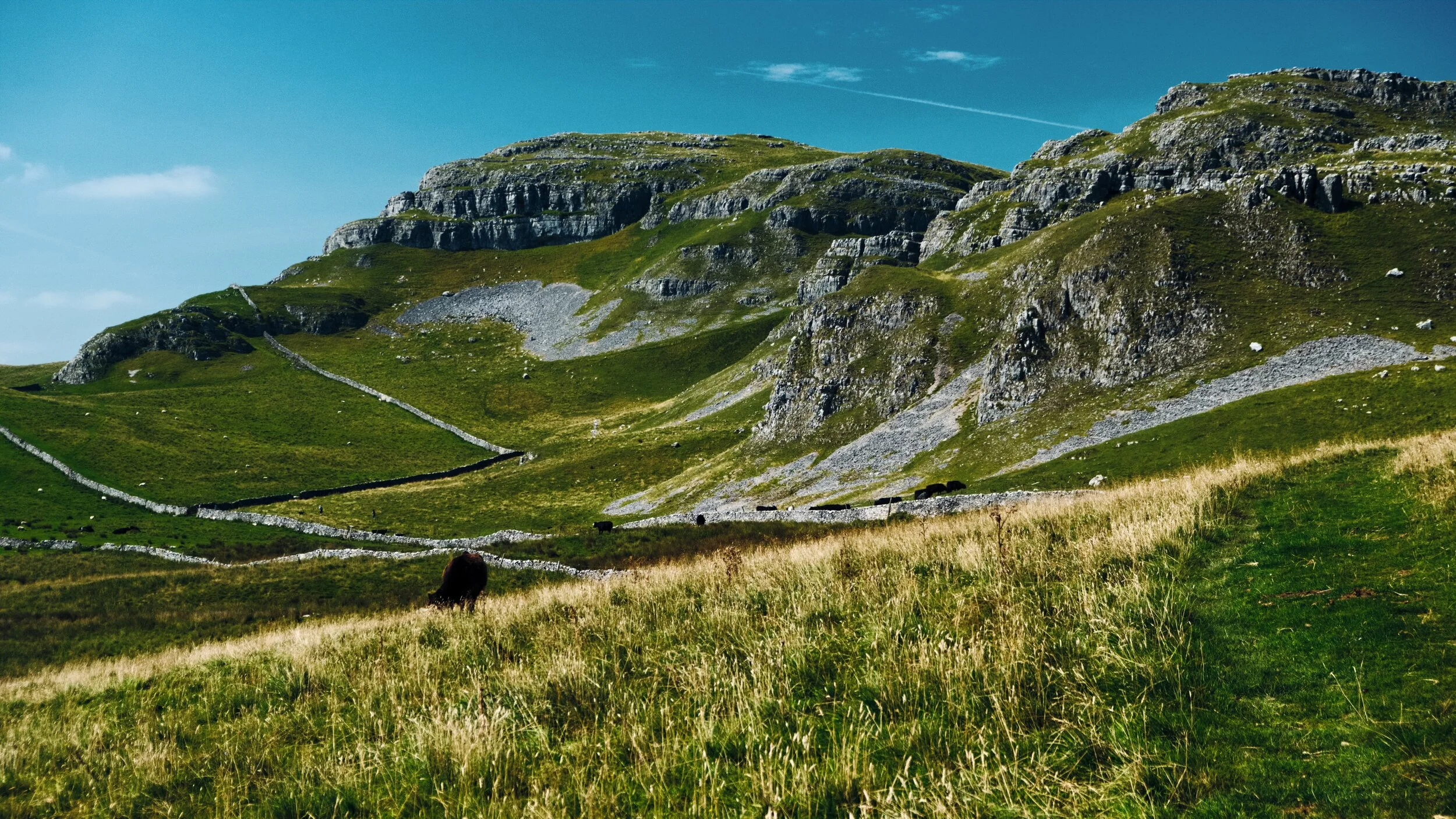 One of Attermire Scar’s most famous caves is Victoria Cave, so named because the inner chamber was discovered in 1837 on the day of Queen Victoria’s accession. The cave contained fossil remains, including mammoth, straight-tusked elephant, cave bear and hippopotamus, Bos primigenius (an auroch), Rhinoceros, and spotted hyenas. Amazing!