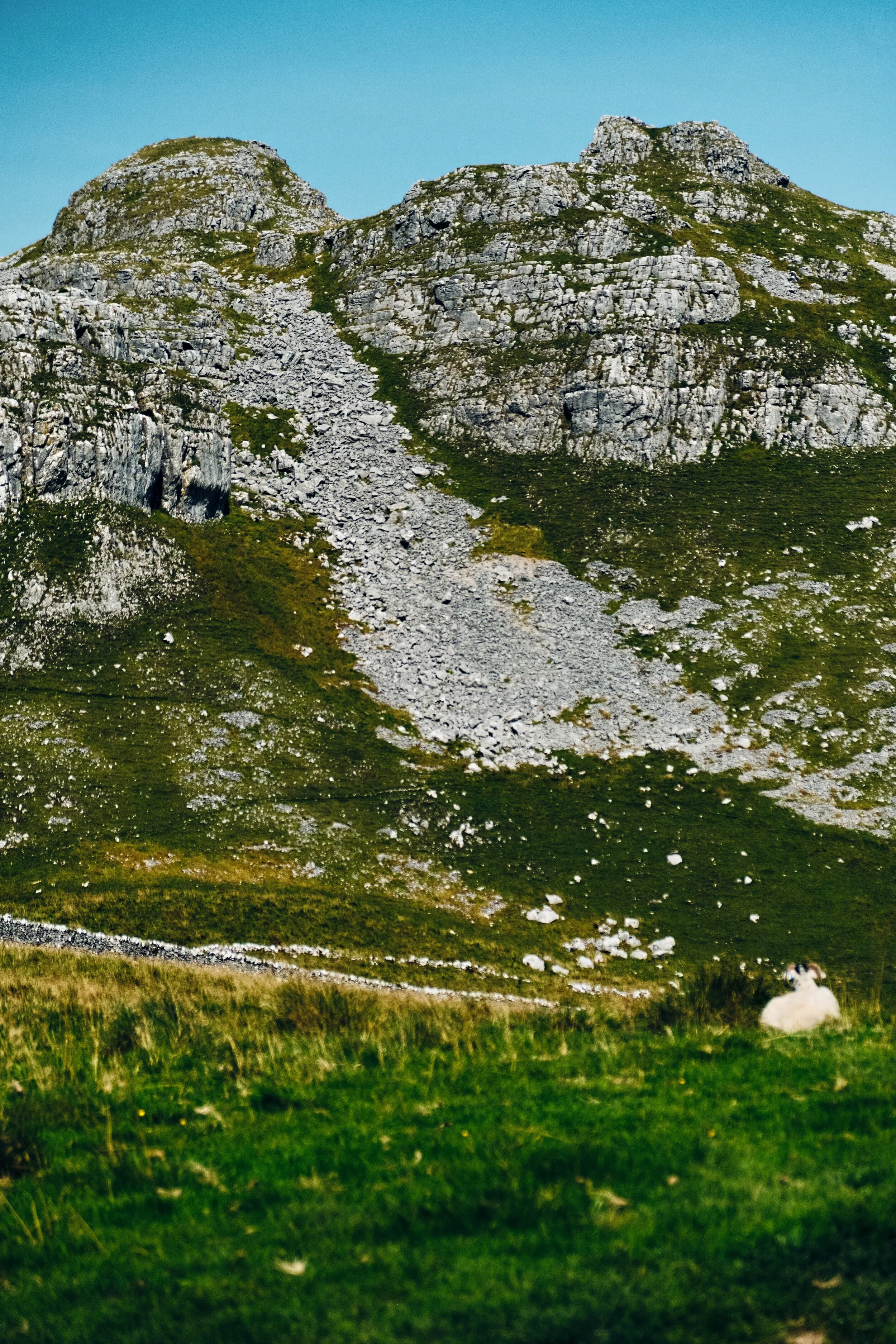 A Swaledale ewe rests below the towers of the Warrendale Knotts.