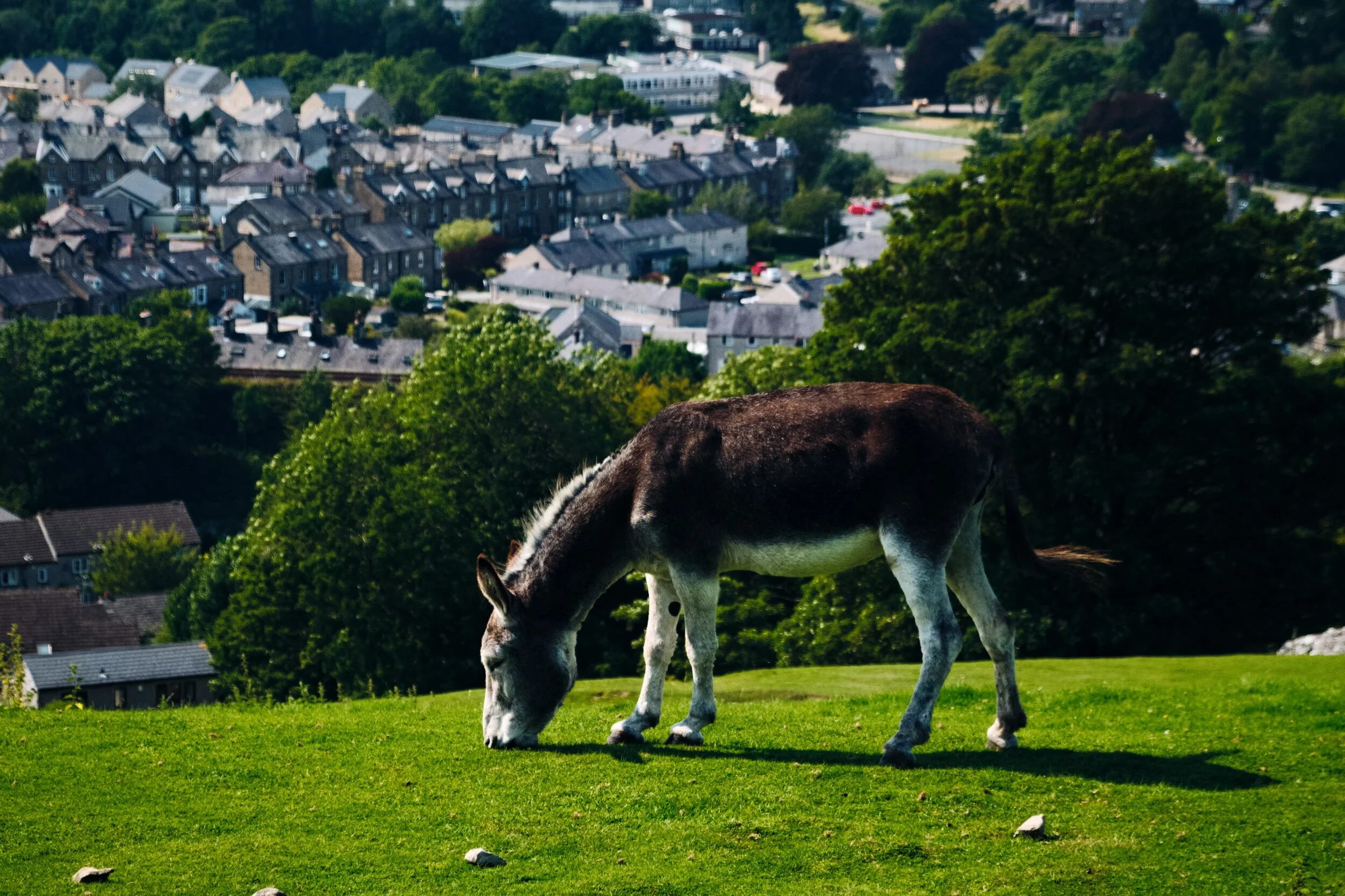 Not very often I get to see donkeys in the Yorkshire Dales.
