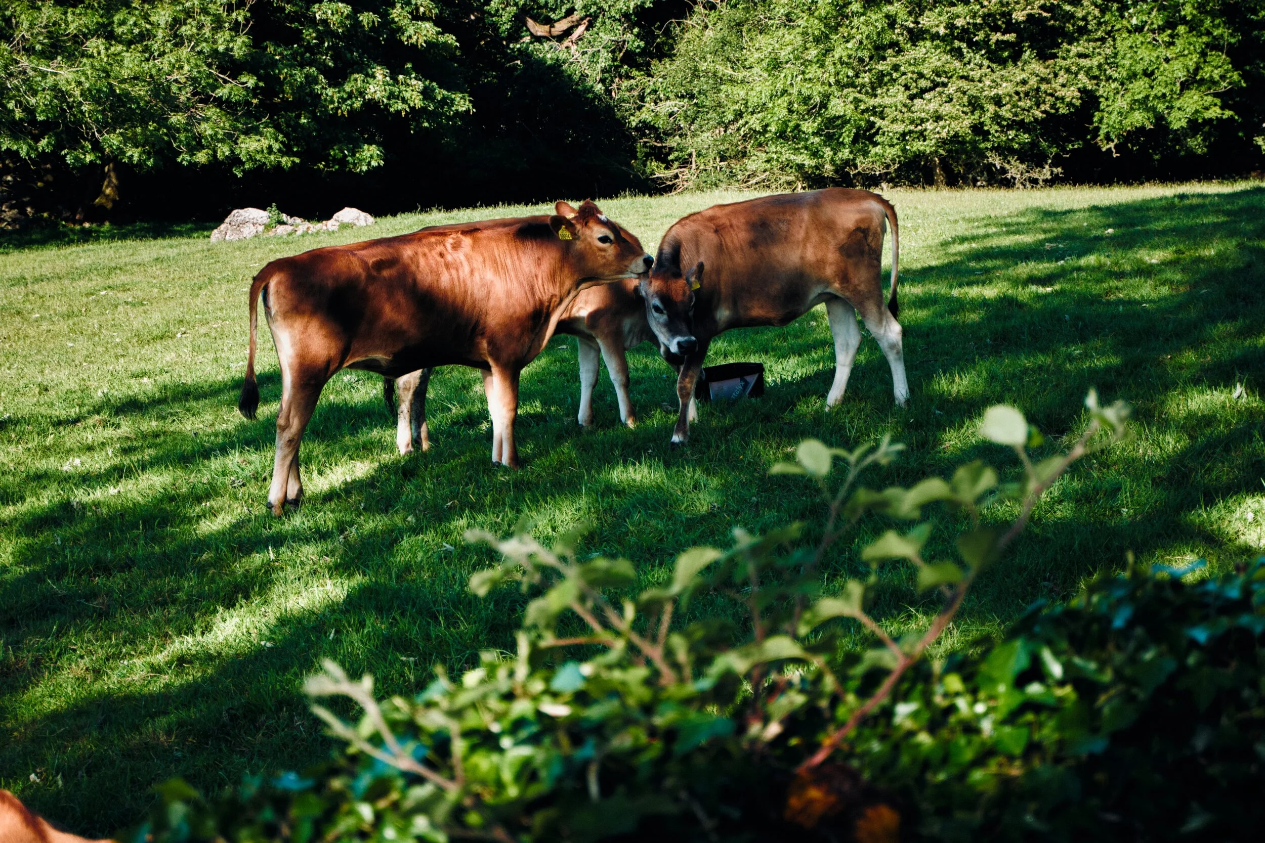 Young Jersey bullocks enjoying the sun and fresh grass.