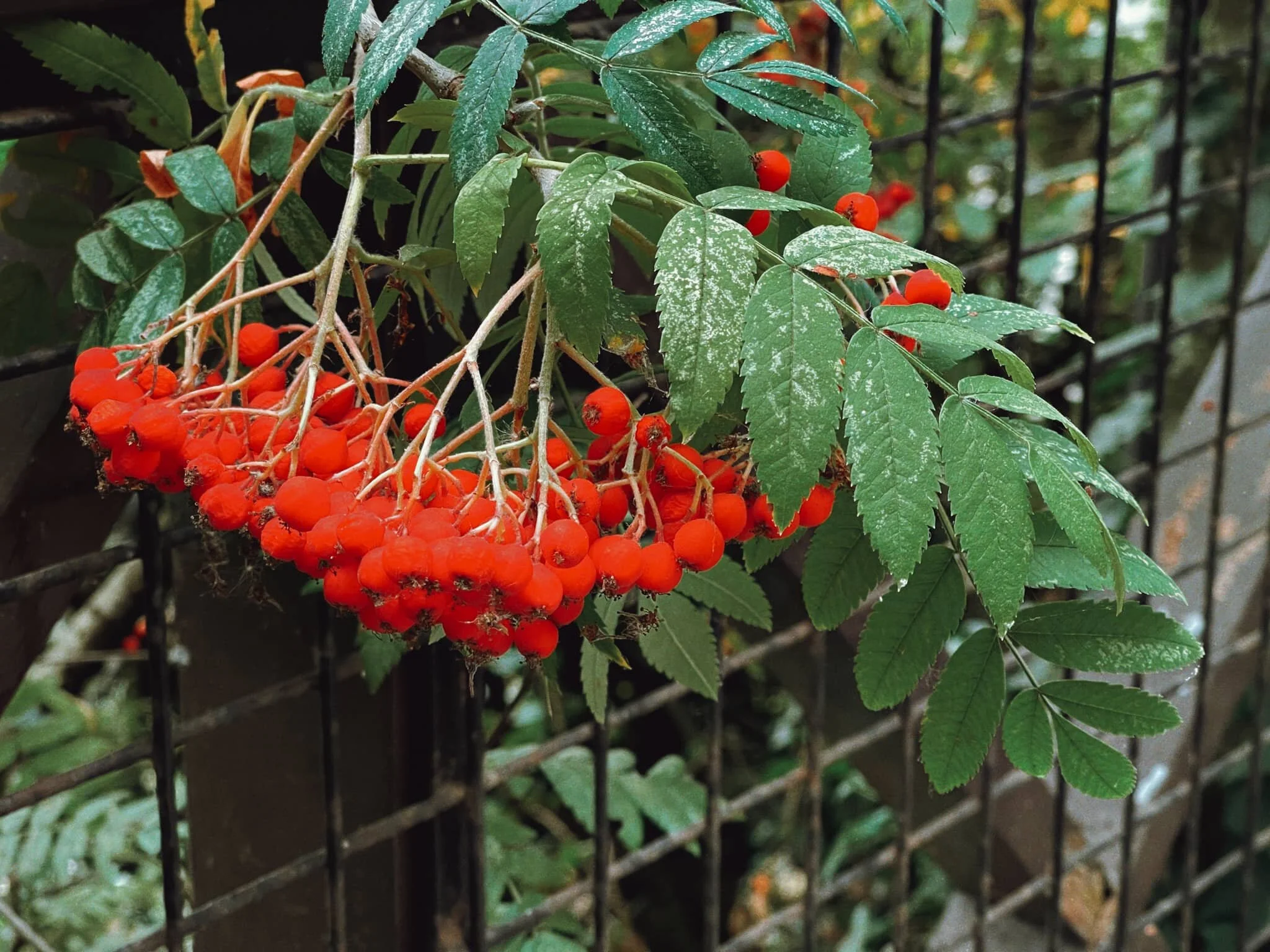  Colourful. And tempting. But don&rsquo;t eat them. They&rsquo;ll make you sick. 