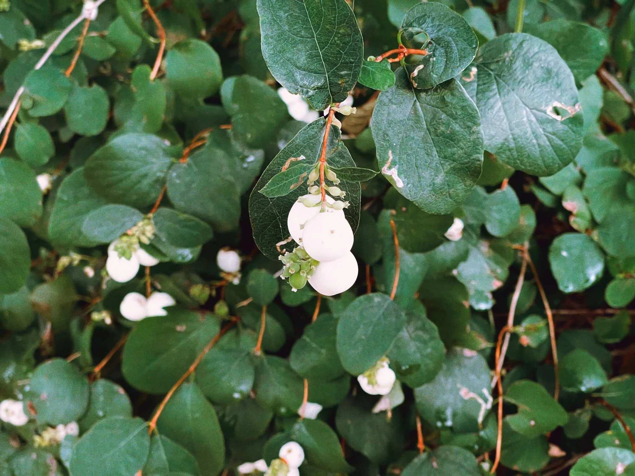  Snowberries! Or  Symphoricarpos , if you will. 