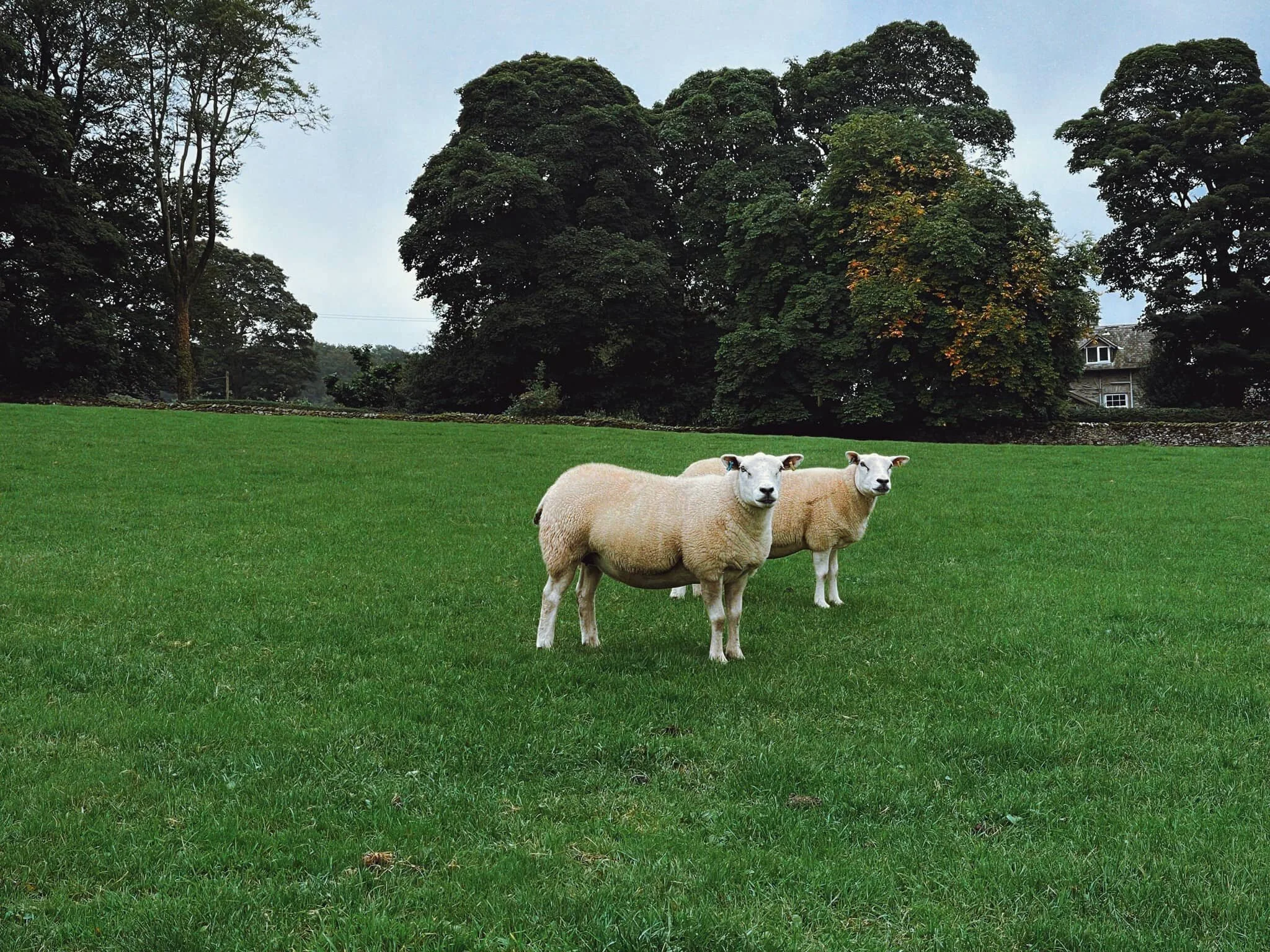  In the fields below Paddy&rsquo;s Lane, some Texel ewes wearily stared at us. 