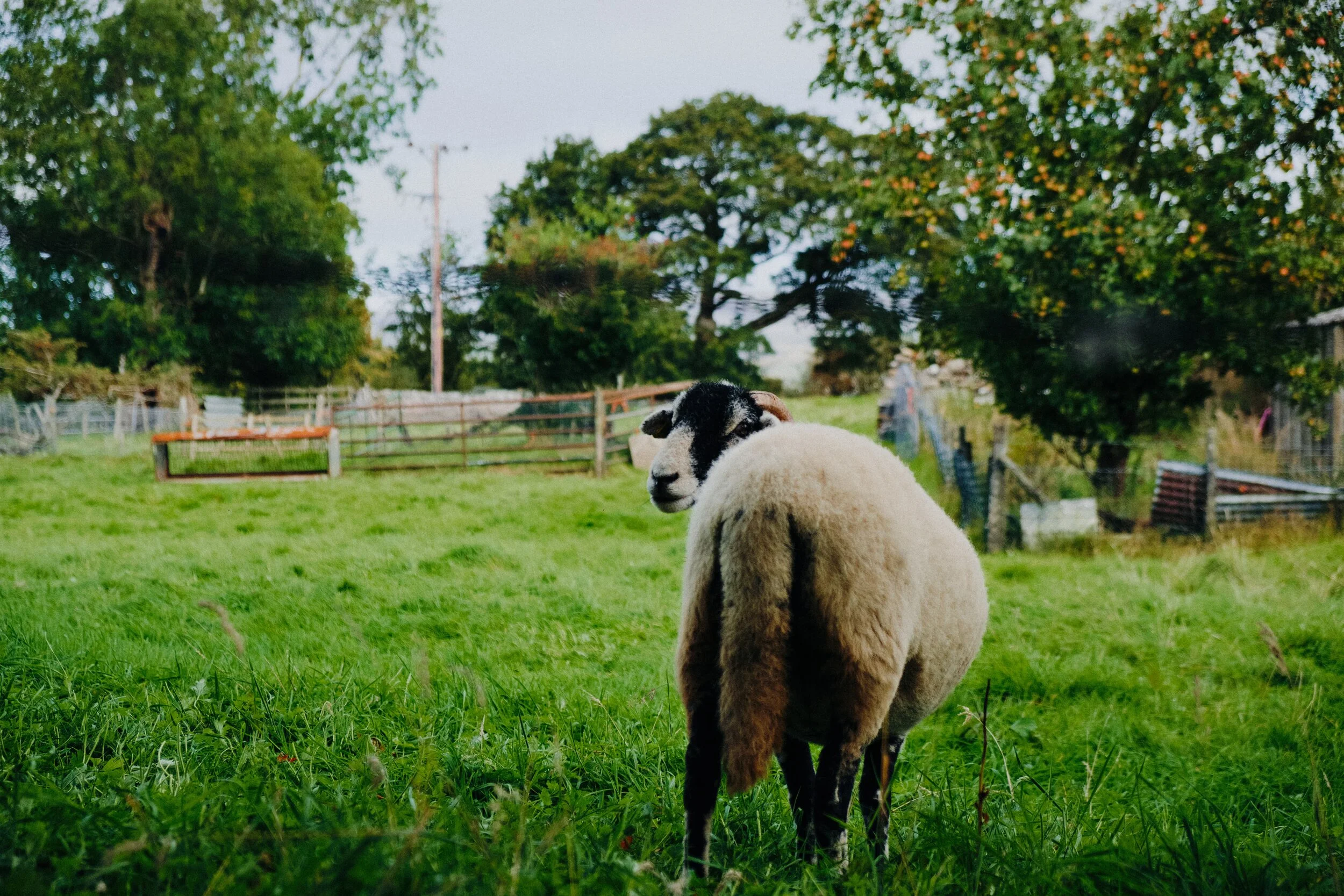 If you’re in Cumbria, there will be sheep. I managed to surprise this Swaledale.