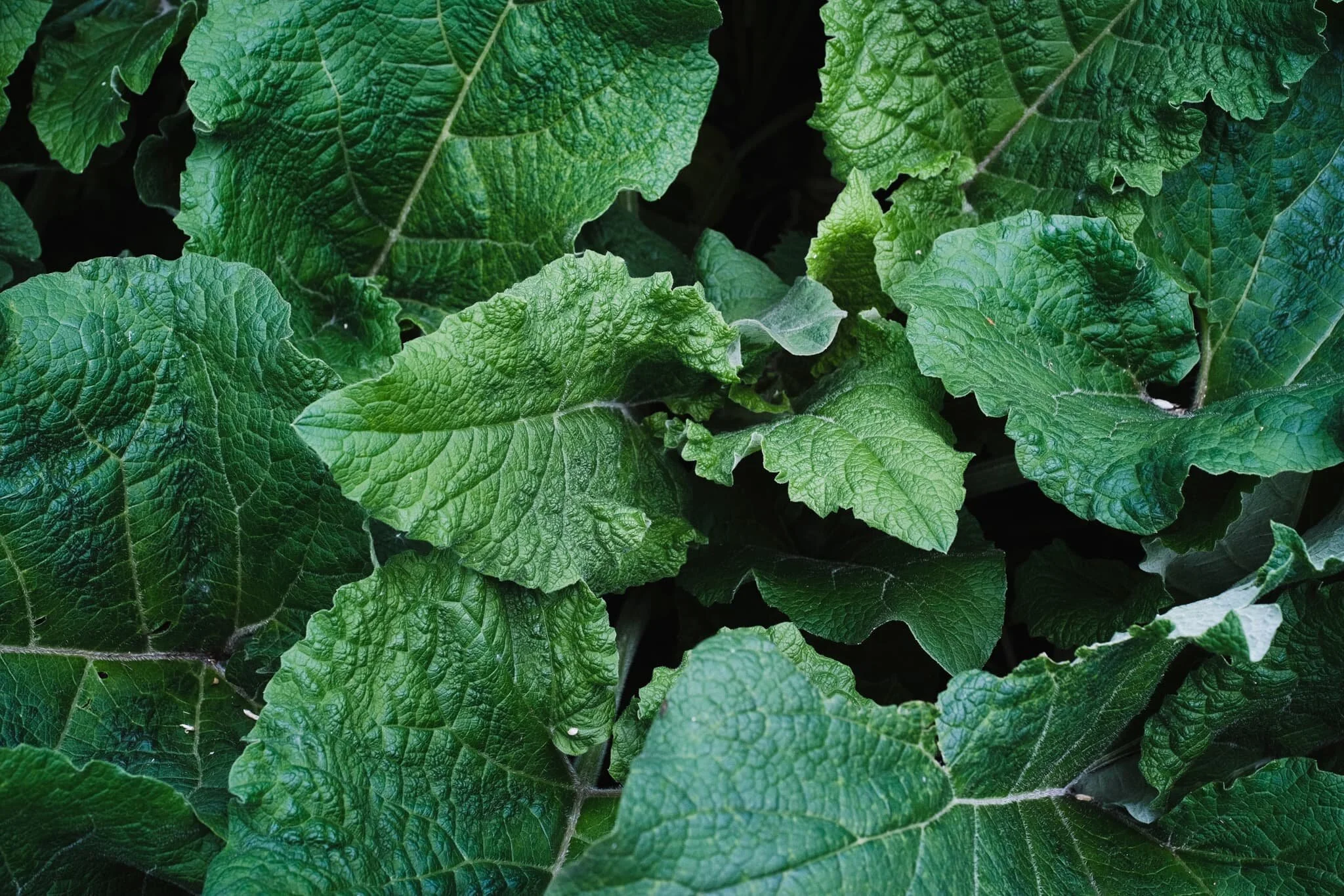 A lovely cluster of dock leaves, or Rumex obtusifolius. You can often find these growing near stinging nettles. Folklore states that if you’re stung by stinging nettles, rubbing the affected area with some dock leaves soothes the pain. Unfortunately, there’s no evidence this actually works.