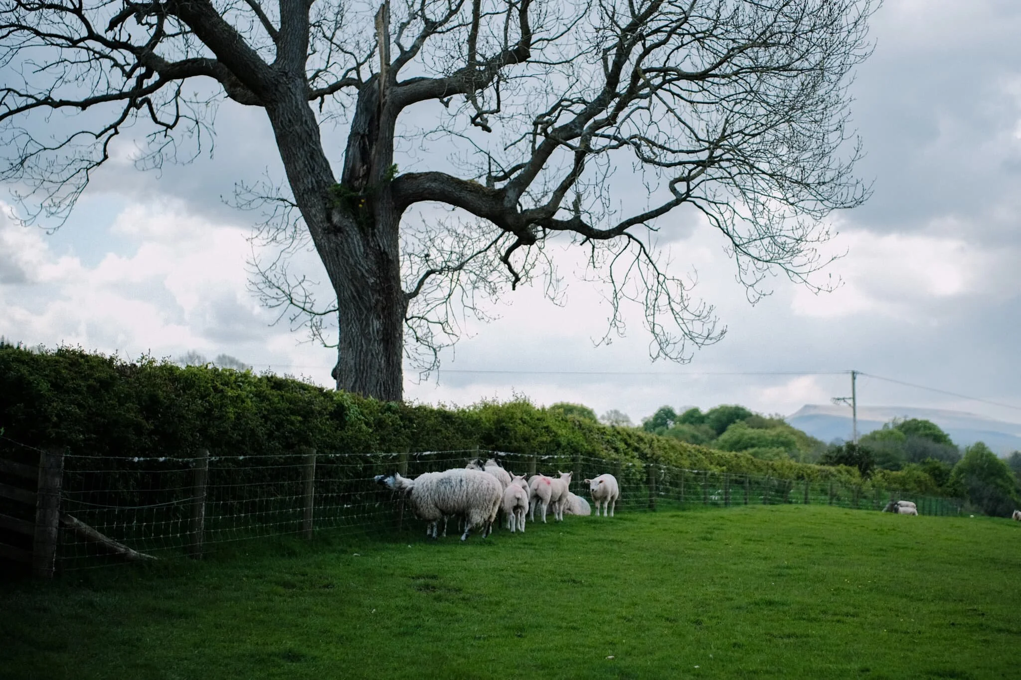 A couple of Swaledale ewes and their lambs nibbling away at the hedges. In the far distance to the right is the unmistakeable peak of Wild Boar Fell.