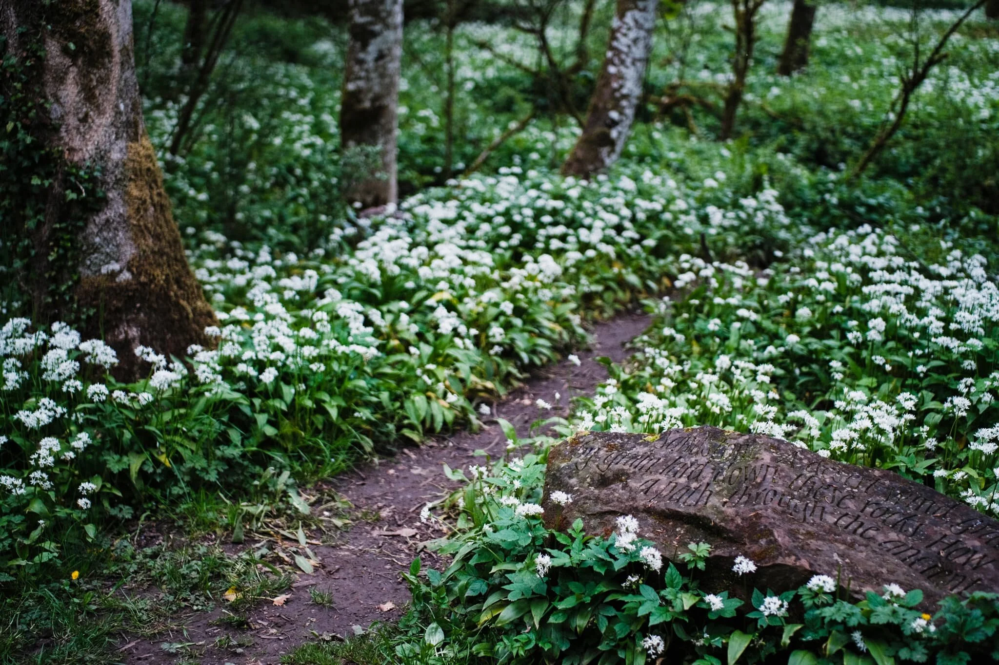 All the wild garlic, plus an inscribed poem for your viewing pleasure.