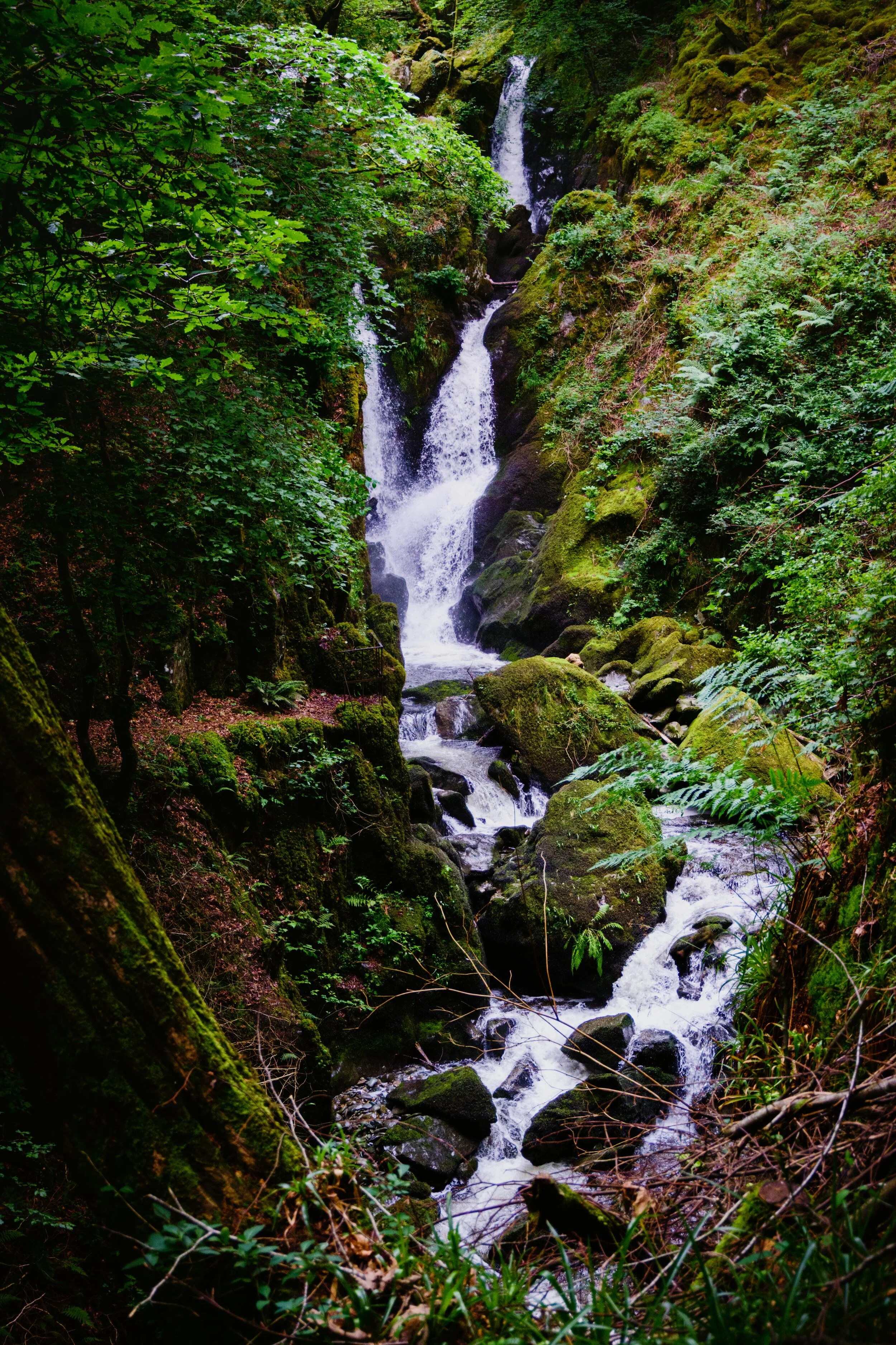 A less-visited view of Stock Ghyll Force, with some soft light breaking through the canopy.