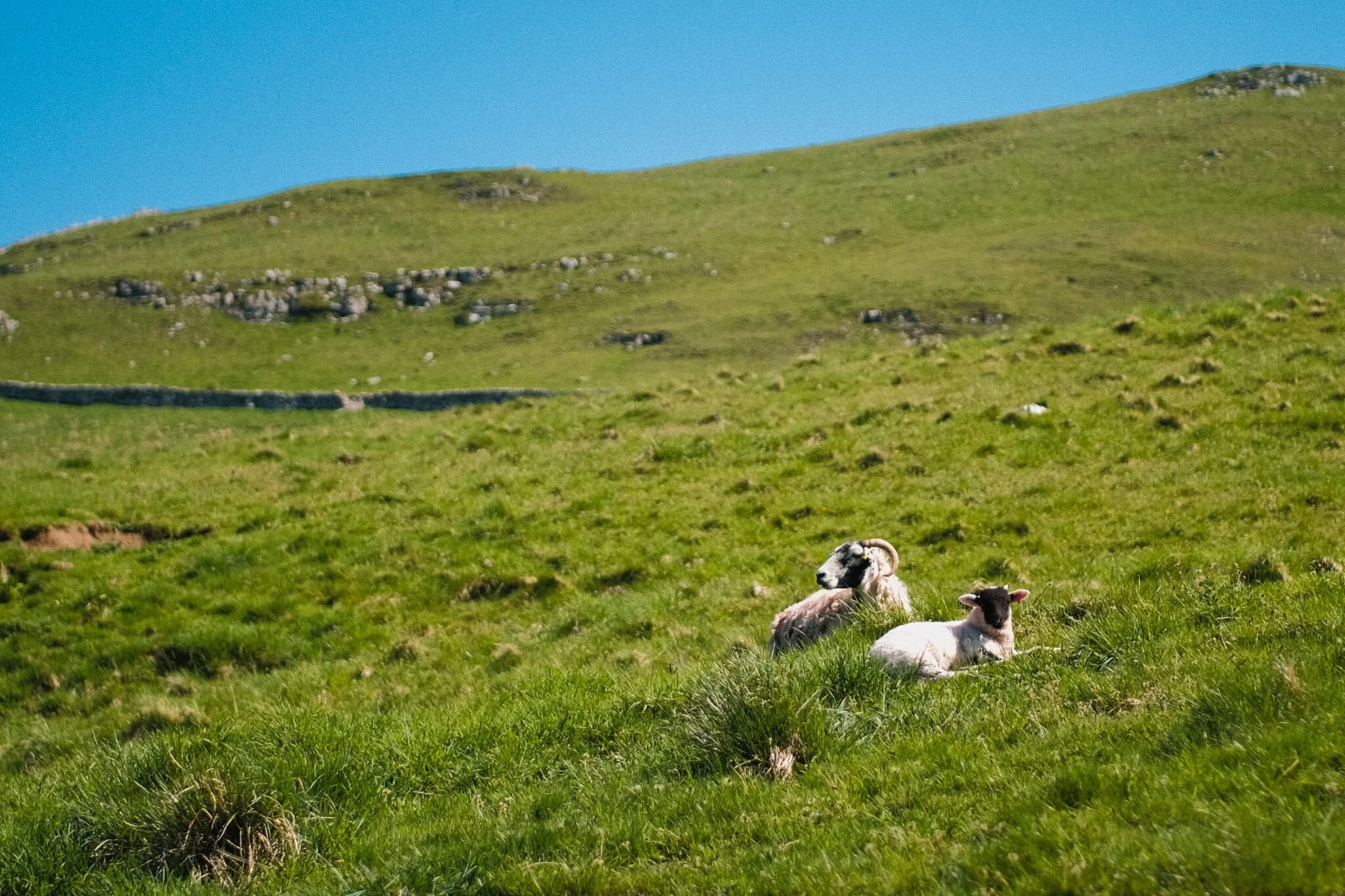 Swaledale ewe and lamb, basking in the day’s warmth up the fellside from High Hill Lane.