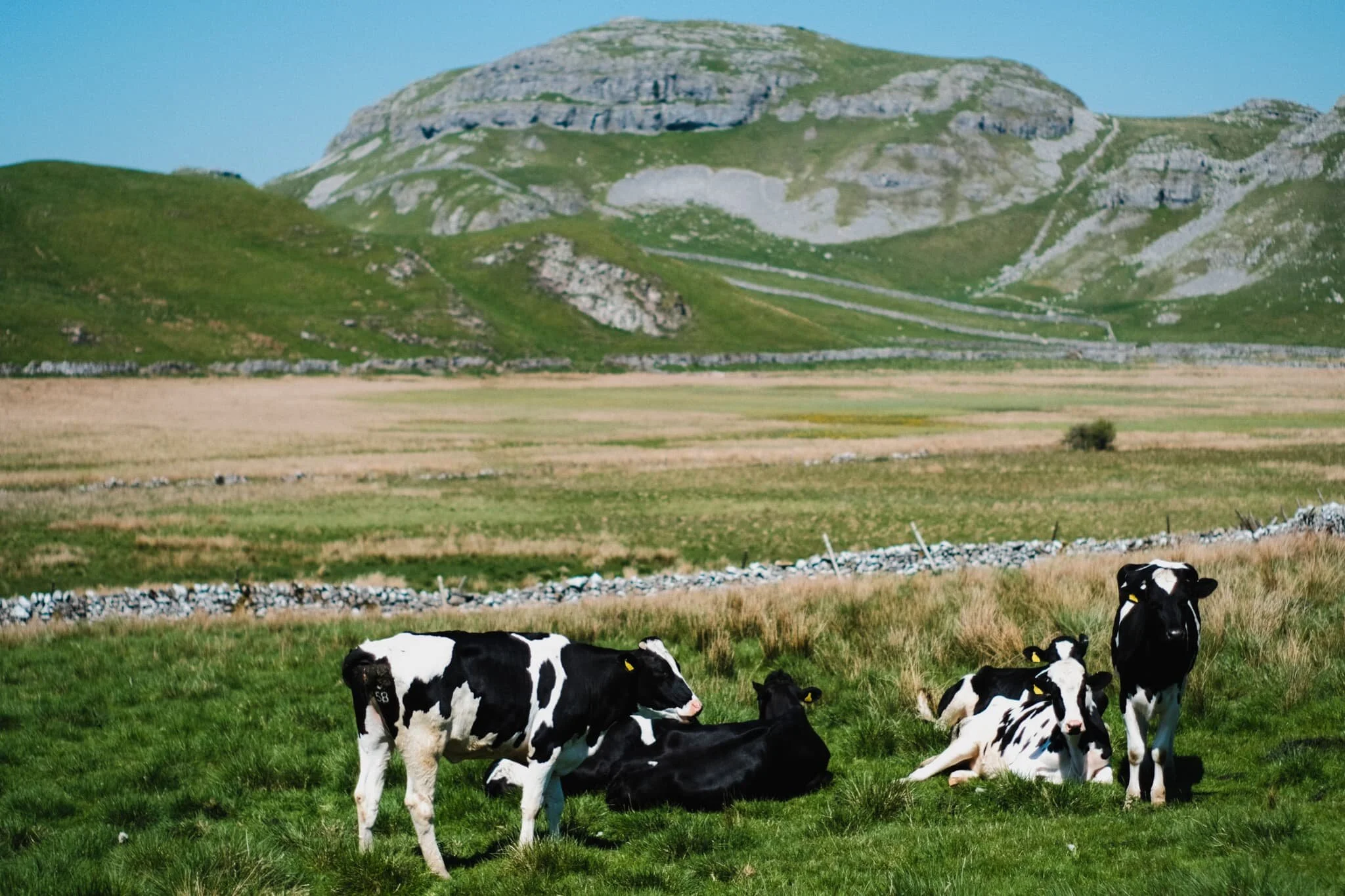 The Holstein Friesians seemed content in the warm fields of Stockdale.