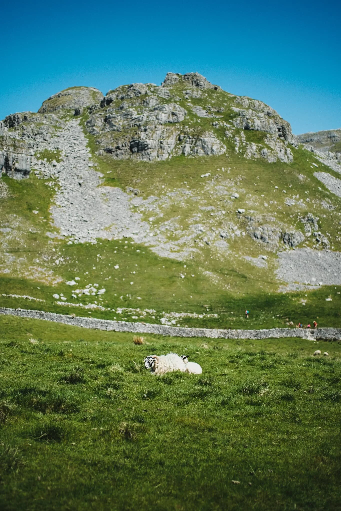 Another Swaledale ewe and lamb, chilling beneath Warrendale Knotts.