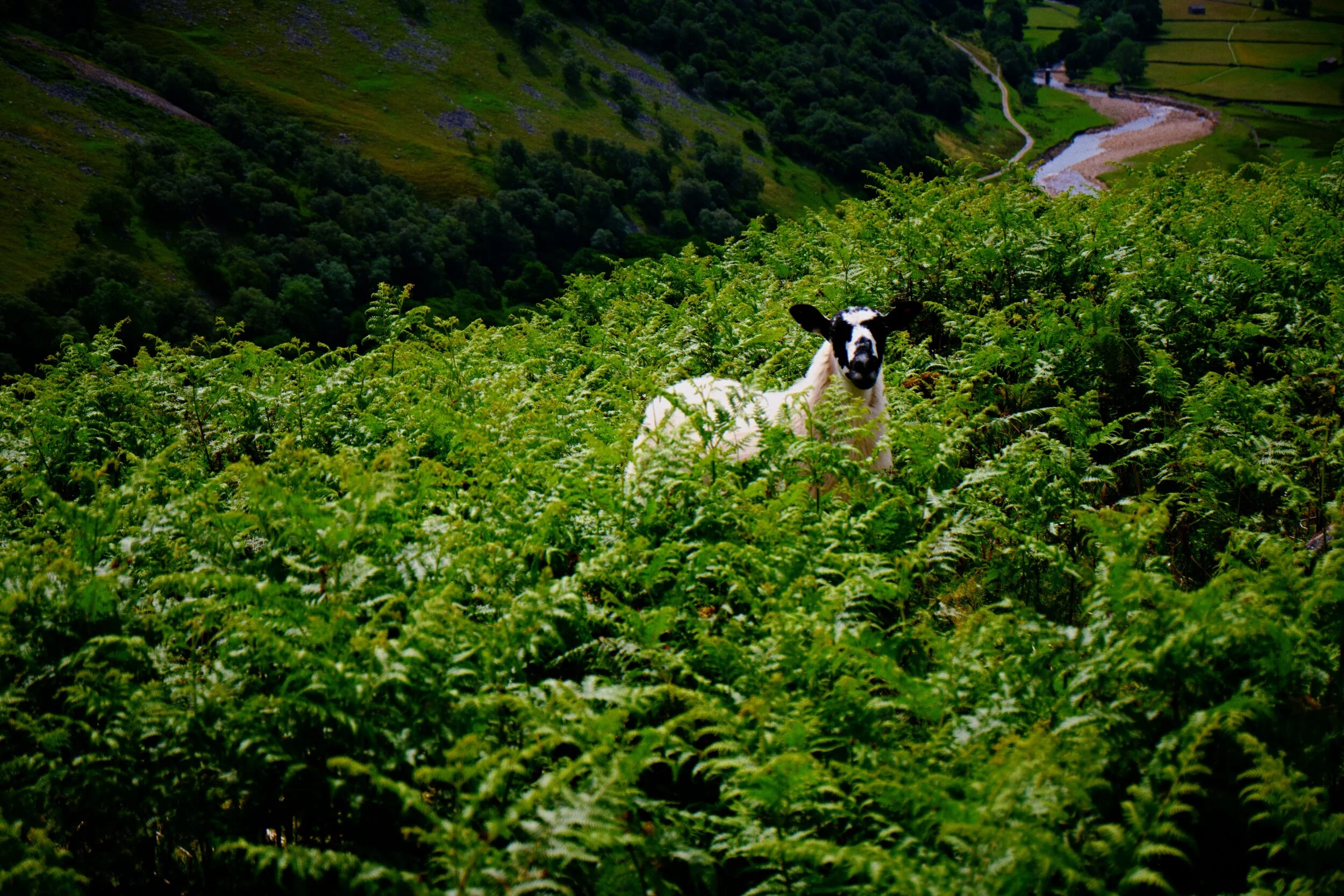 A Badger-faced lamb peeping above the ferns.
