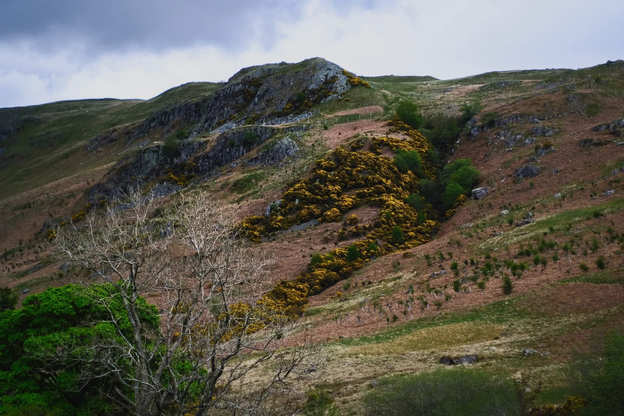 Swear Gill, lined with bright yellow gorse, and the crag of Trussgap Brow.