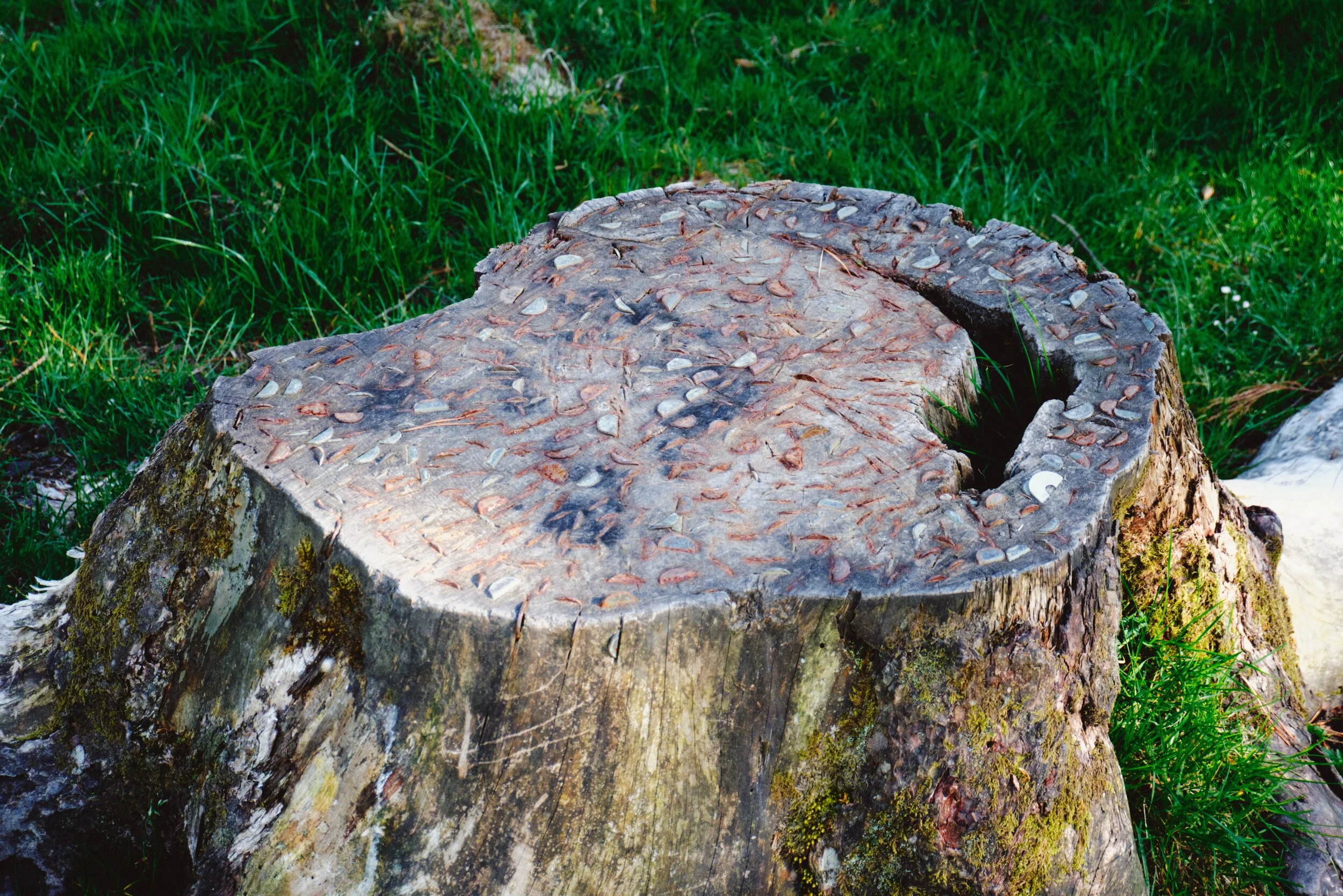 Yes, those are coins hammered into a tree stump. This is a Wish Tree, or Wishing Tree. The trunk or branches of a Wishing Tree are covered with hundreds of coins, which have been driven through the bark and into the wood. The local tradition is that a wish will be granted for each of the coins hammered in.