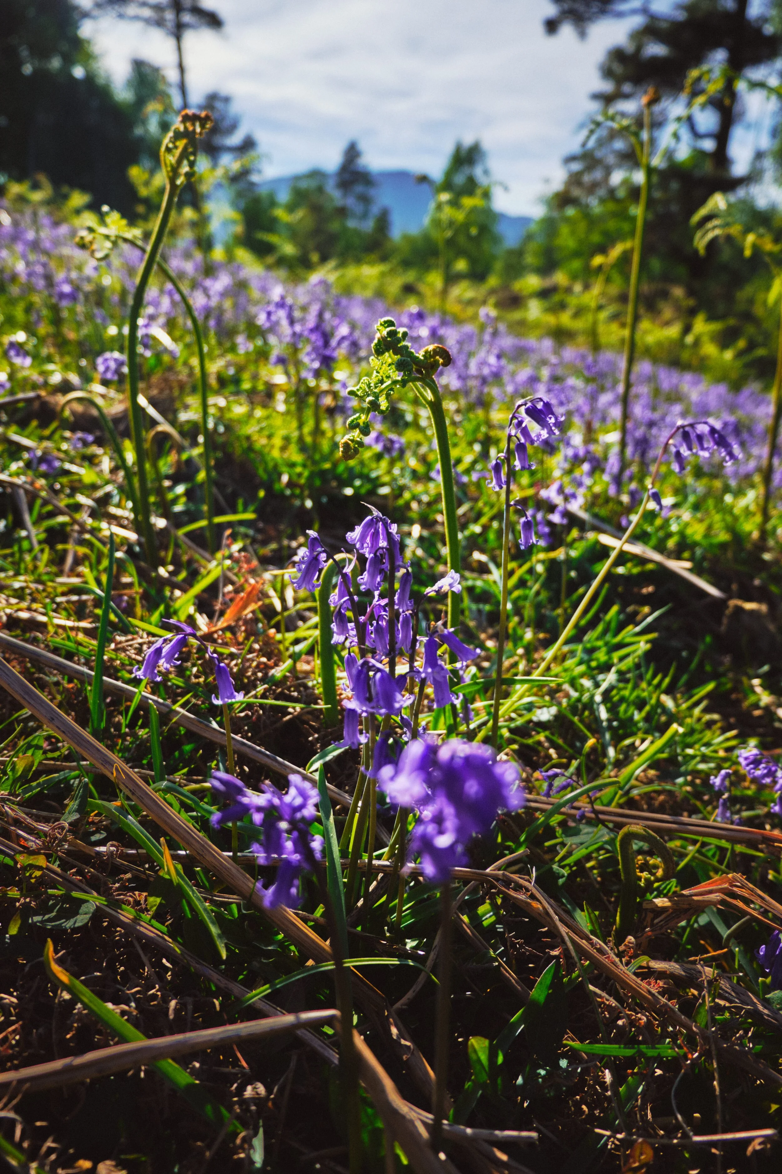 We were surprised to still see a few bluebells hanging around.