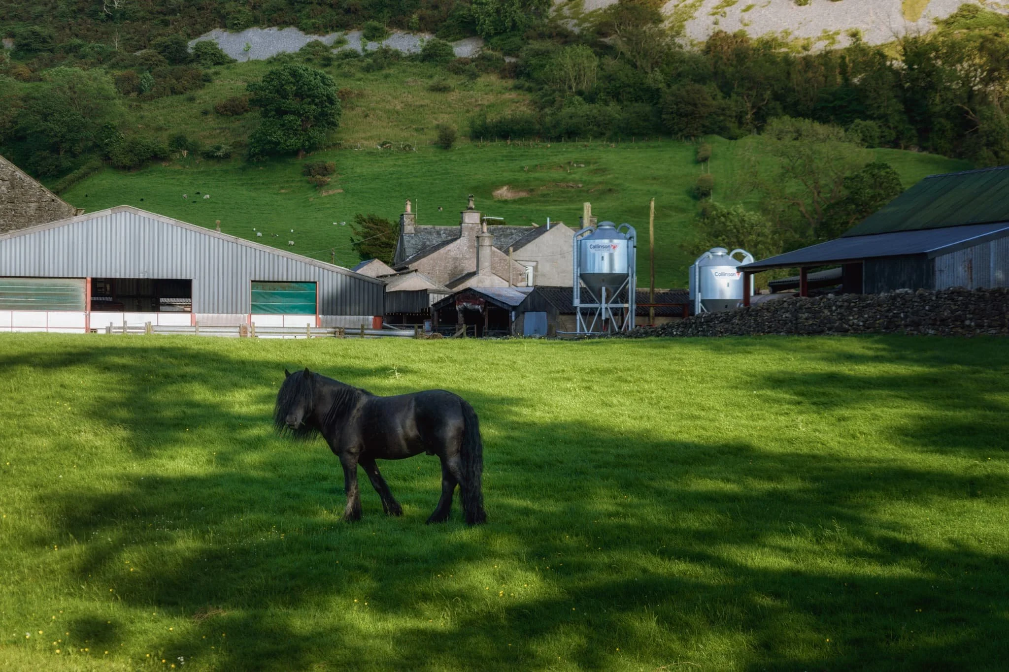  This dark and shaggy horse posed for me near Marsden Farm underneath Farleton Knott. Couldn&rsquo;t say no, really. 