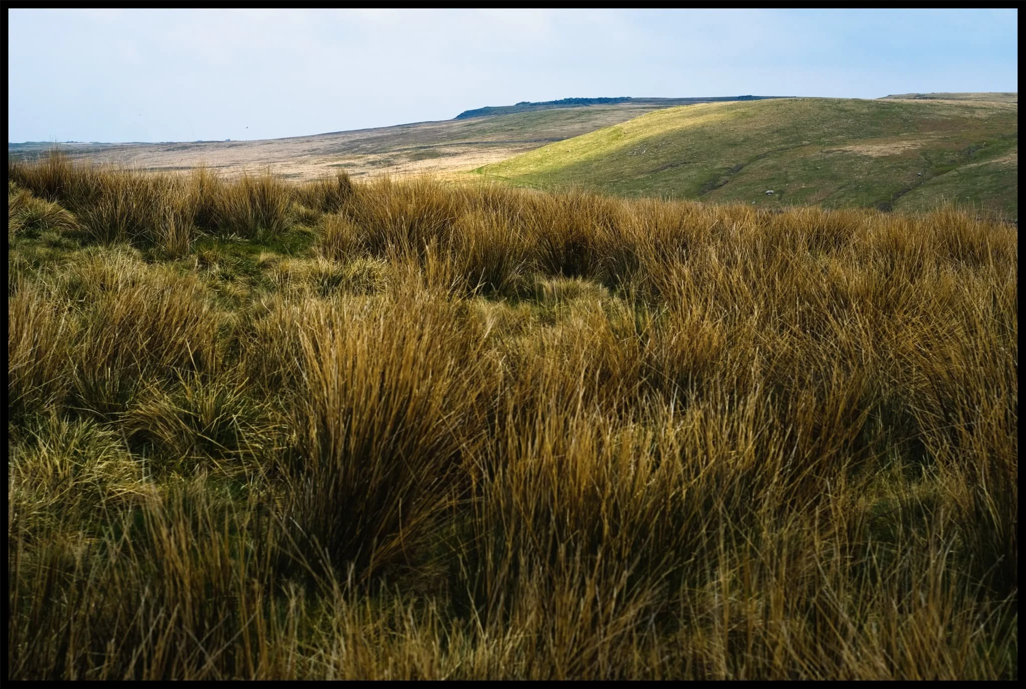 A clear sign that a moorland is particularly and consistently wet: rushes everywhere. 