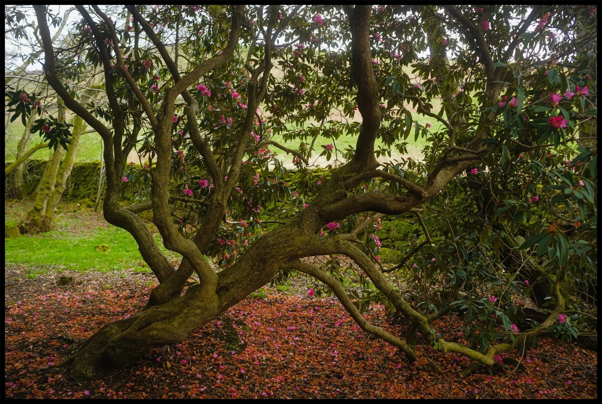  After returning to the car, we realised looking at the map that we were very near Parcevall Hall & Gardens. Fancy a quick visit and a wander? Why not? 