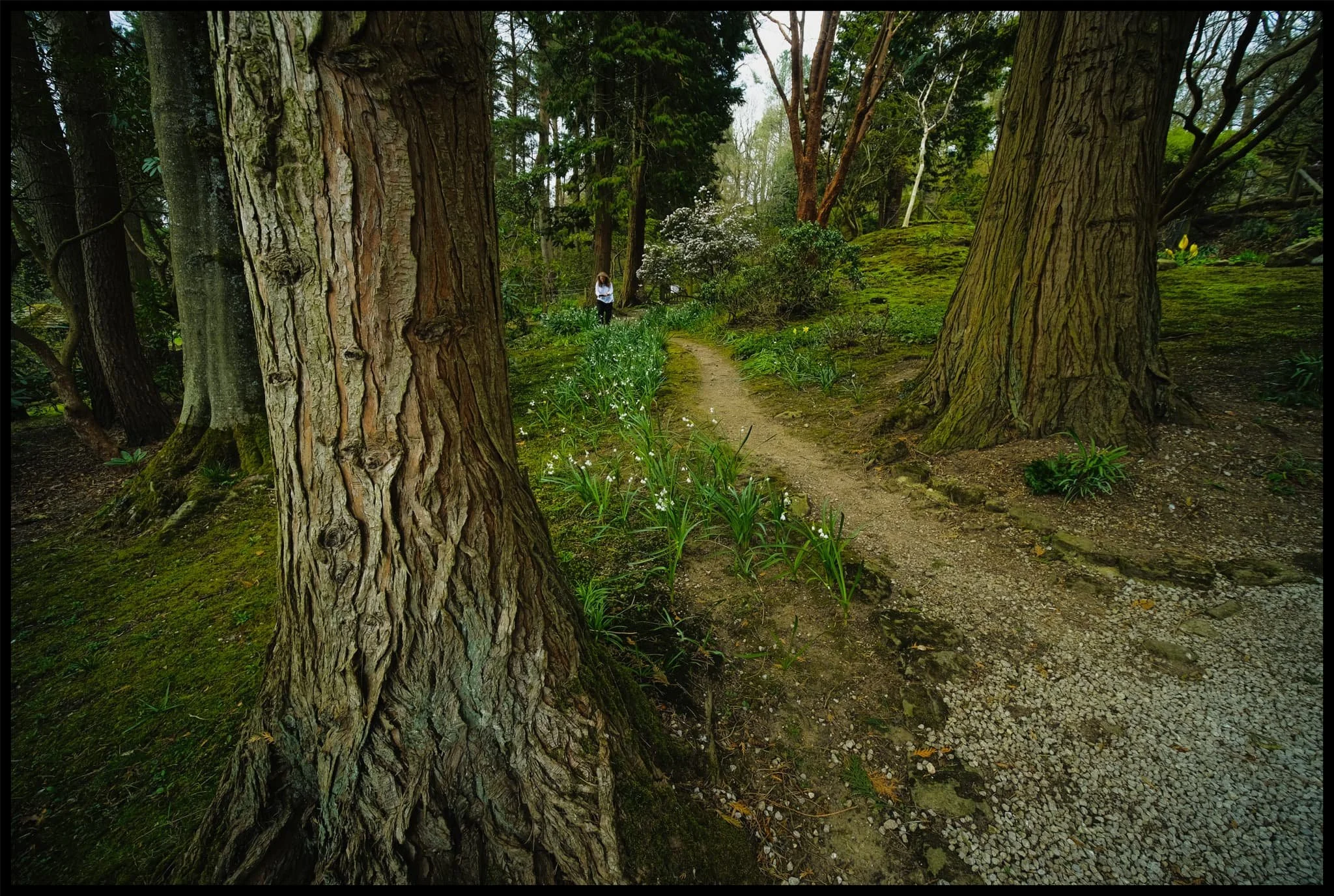  The Gardens, amongst other things, are known for their wonderful view of Trollers Gill, so we followed the route uphill. 