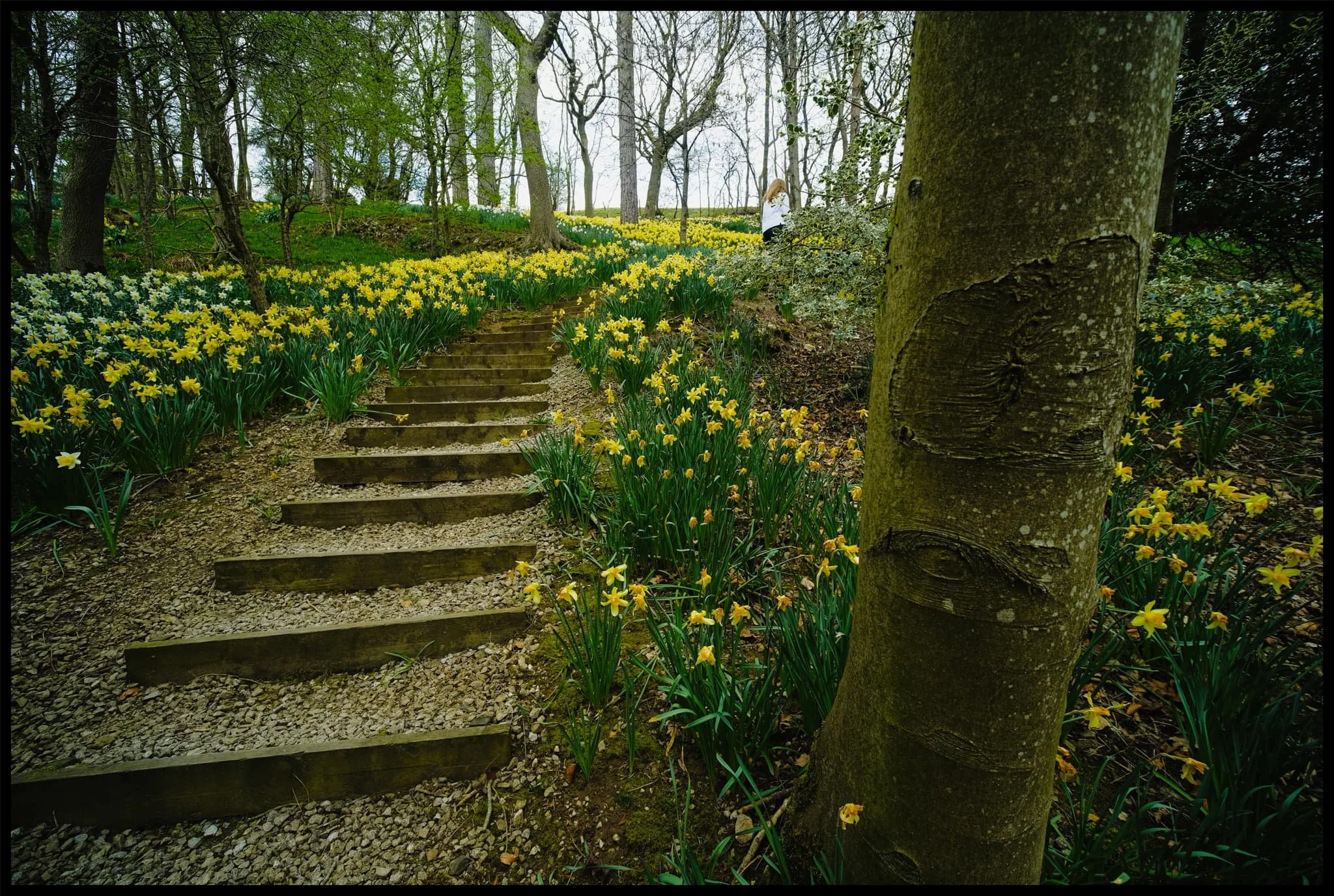  Still  plenty  of daffodils around. 