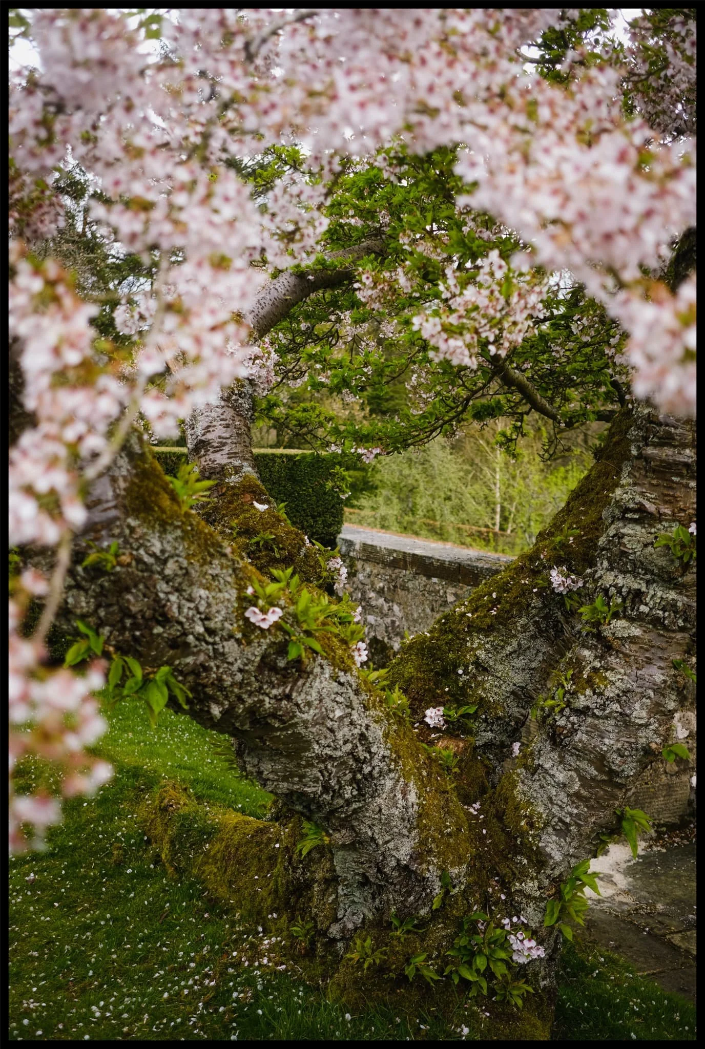  Cherry Blossom in full bloom at the entrance to the Gardens. What a full and gorgeous day. 