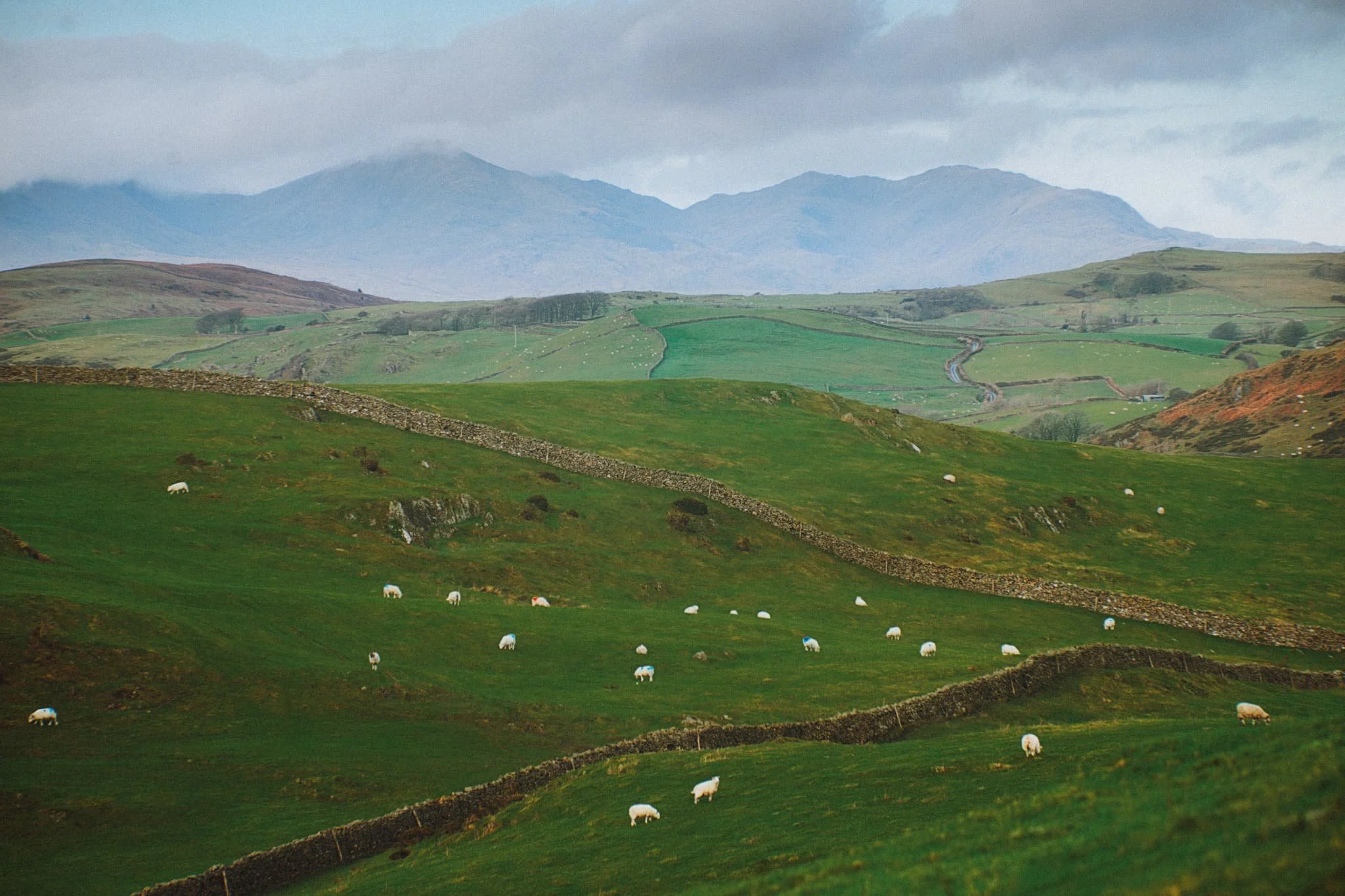  The view north from the Hoad couldn&rsquo;t be more different. Rolling countryside, drystone walls, and sheep give way to the mighty Coniston Fells. 
