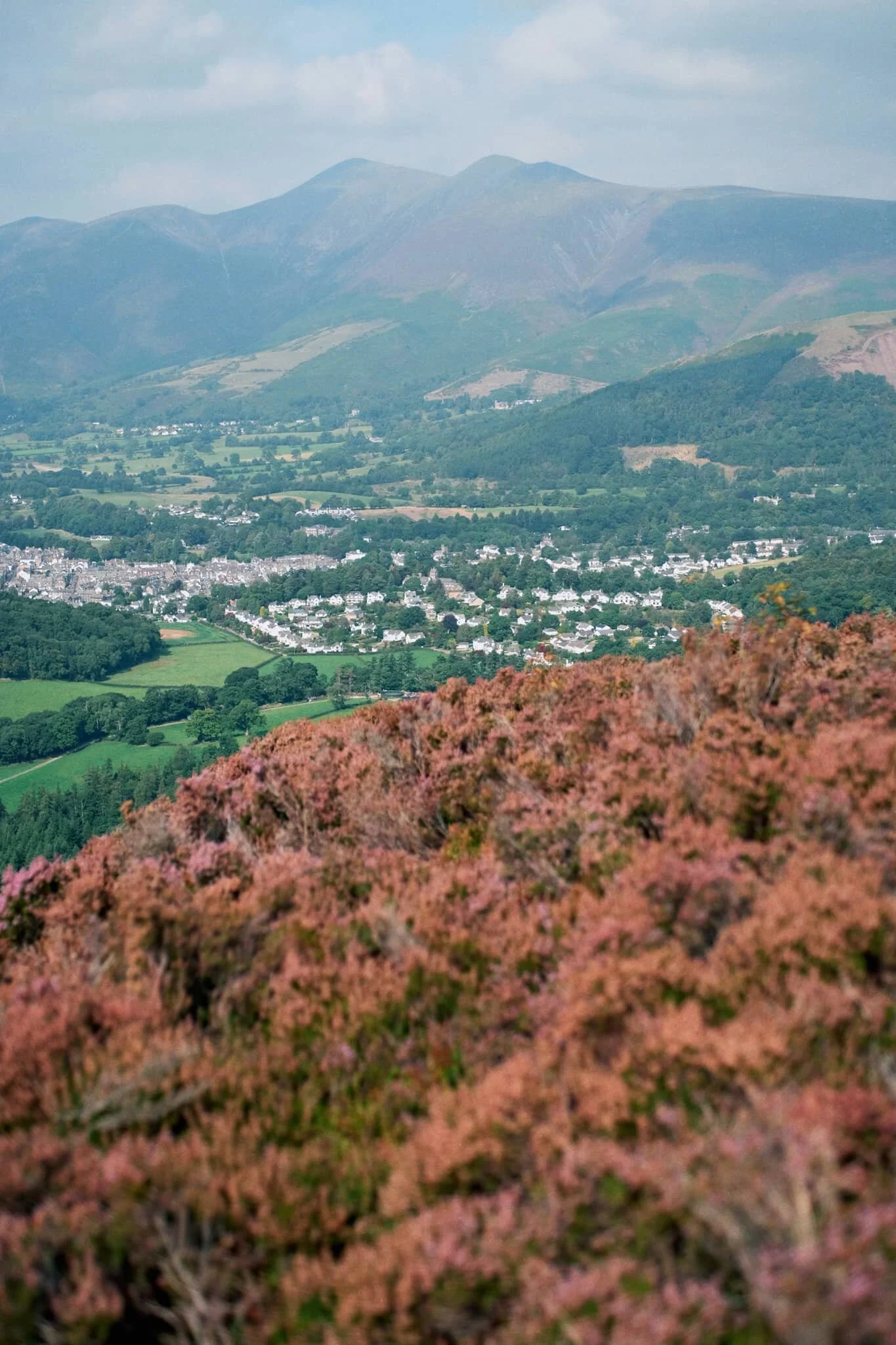  Like,  so much  heather… 