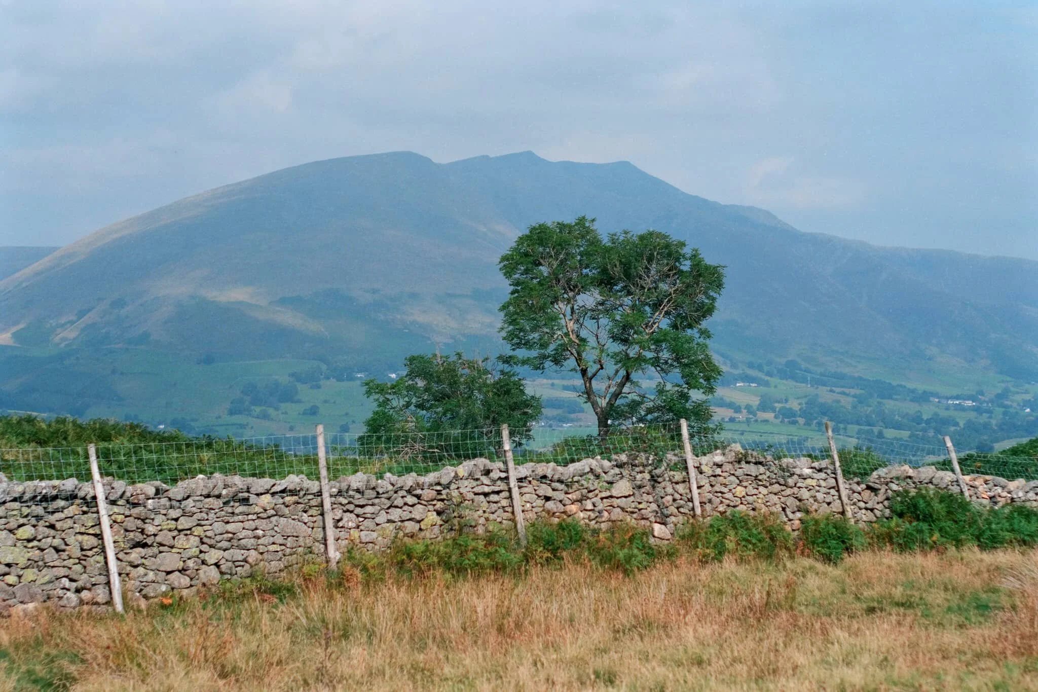  On the way back down off the fell, I spot this tree and arrange it underneath the peaks of Blencathra. 