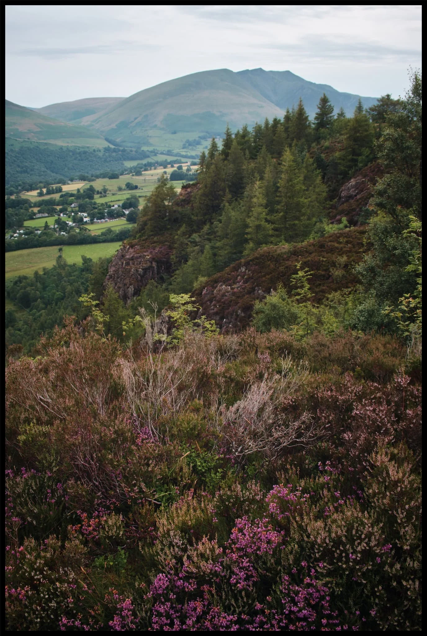  Back along the cliff edge towards Blencathra, already there is some heather starting to appear. Give it another month or so for it to be in full resplendent bloom. 