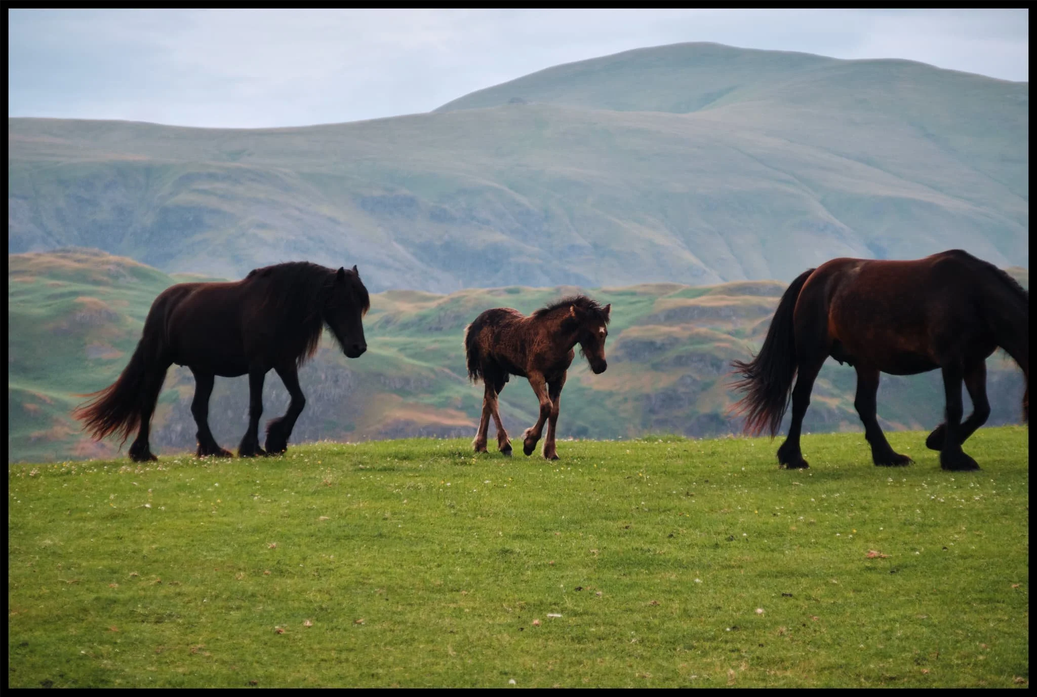  Pretty happy with how this shot of a family of fell ponies came out. 