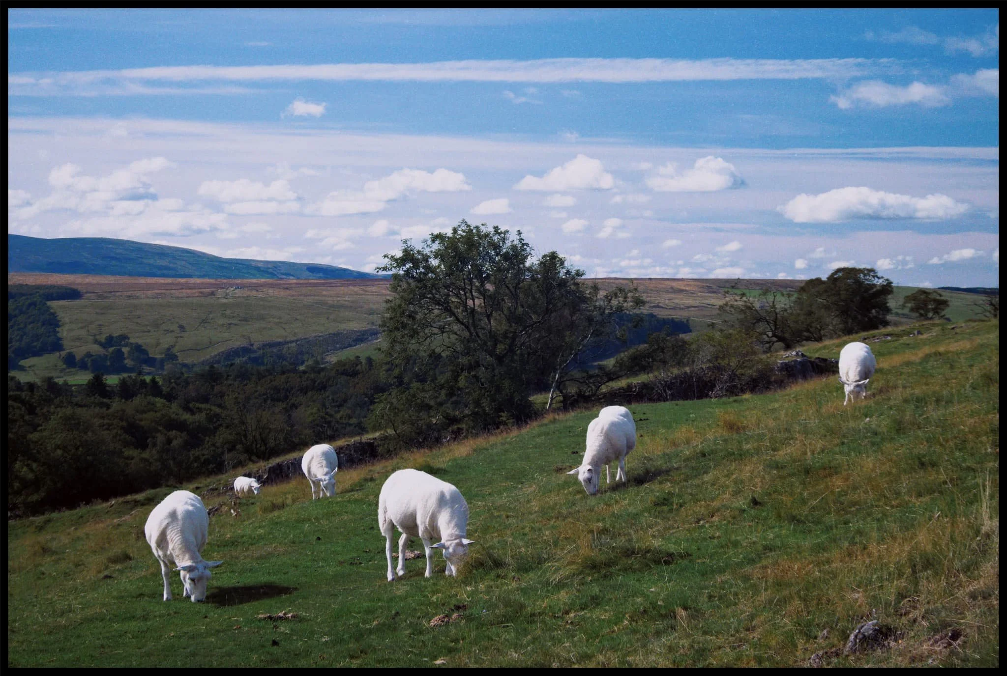  Of course, the local sheep are oblivious to the historical human significance of the area. 