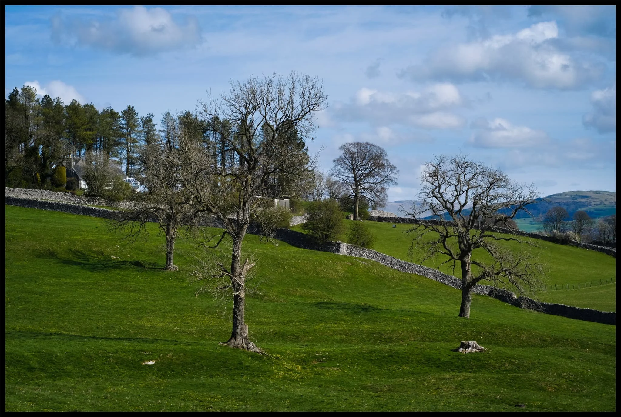  A trio of trees in this pasture field. 