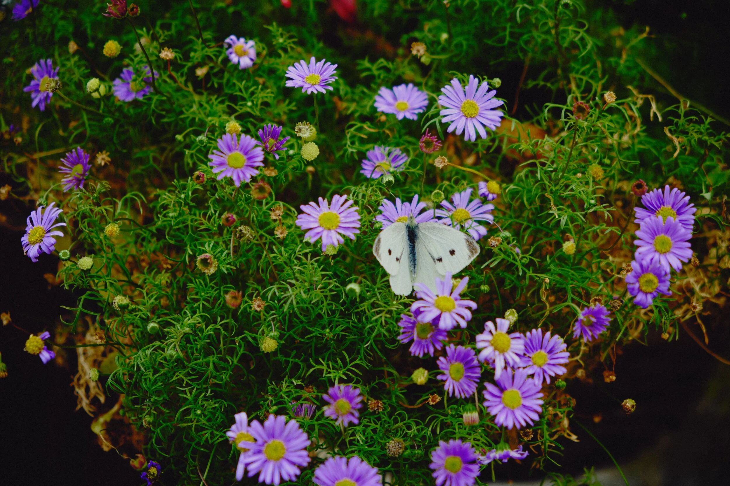 Whilst waiting for Lisabet, I noticed a small butterfly land on plant pot near and seemed preoccupied enough for me to snag a photo or two of it. Turns out this is a Small White butterfly, or Pieris rapae .