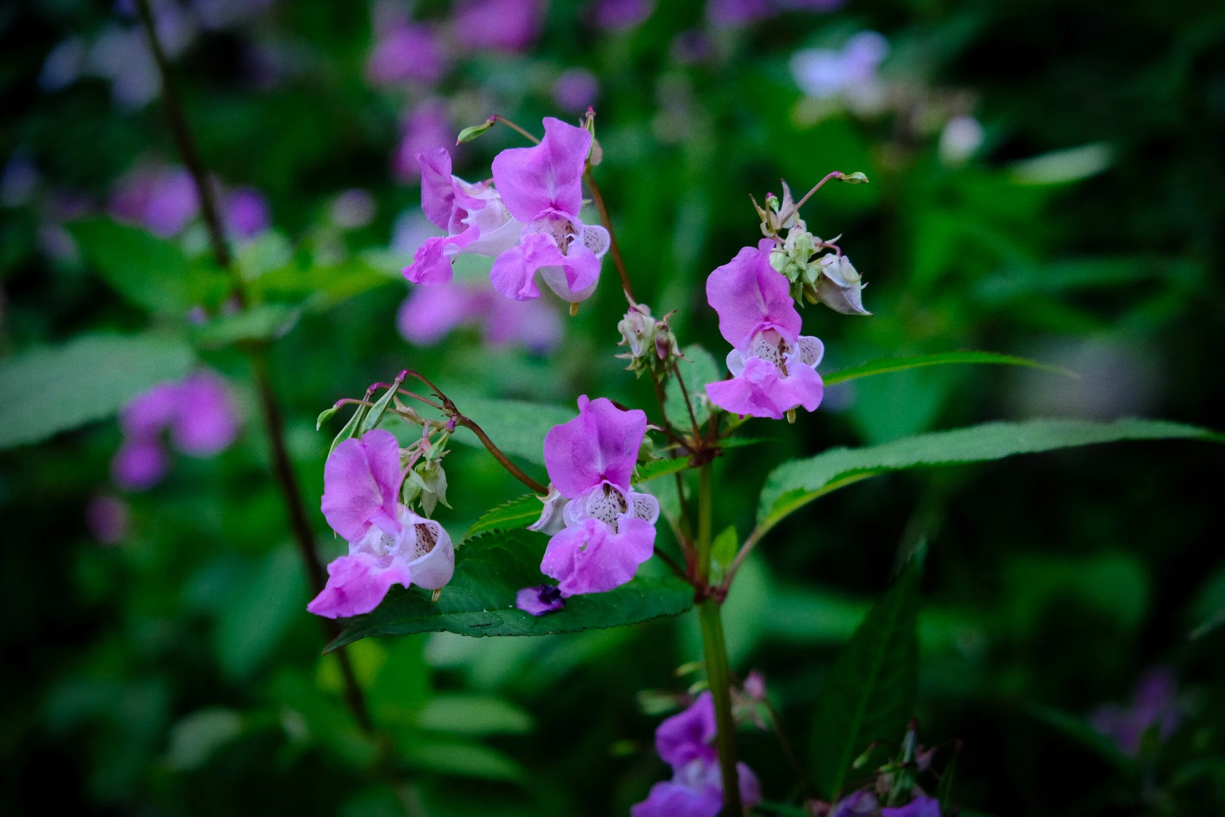 This is Impatiens glandulifera , also known as “policeman’s helmet”, “bobby tops”, “copper tops”, and “gnome’s hatstand”. Originally native to the Himalayas, now classed as an invasive species (Velvia, ISO800, f/4.0, 1/100sec. @ 55mm)