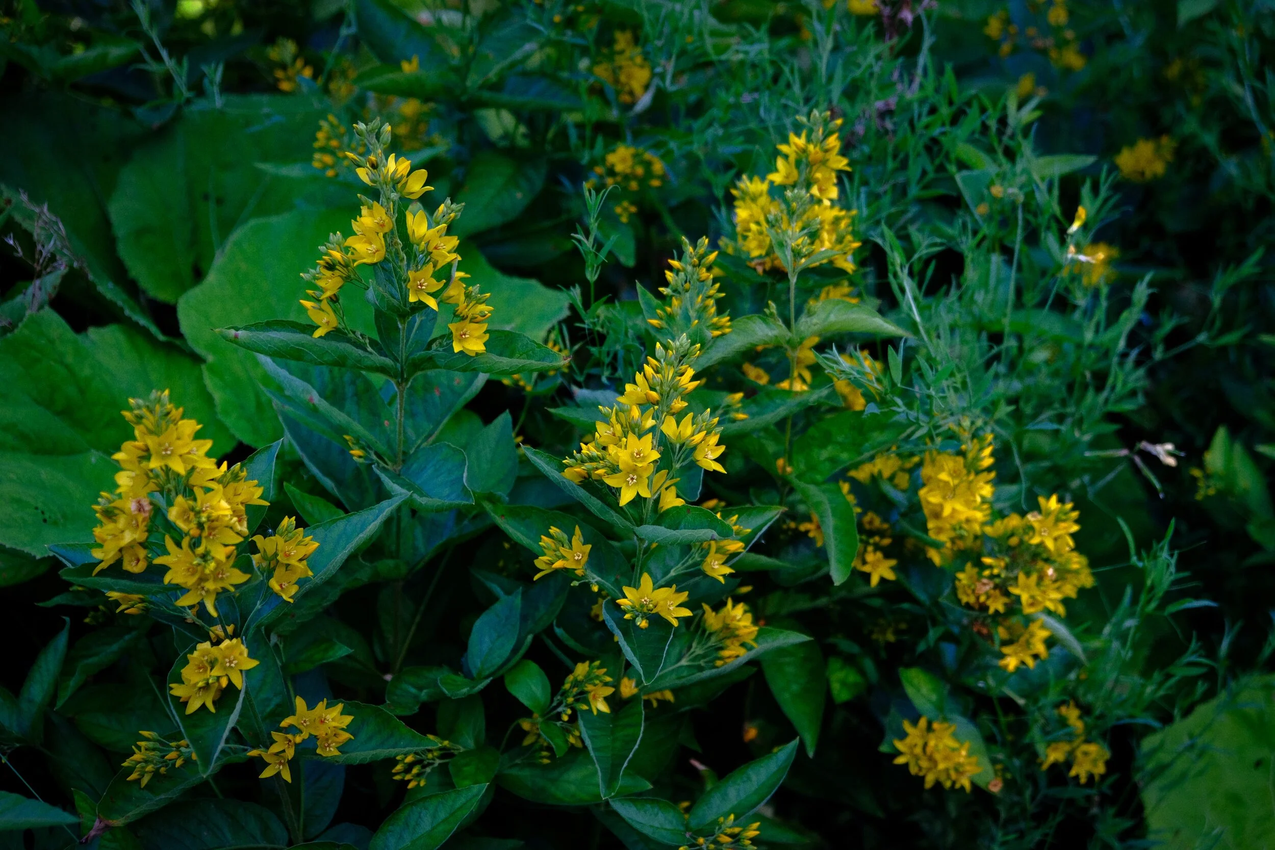 This is dotted loosestrife ( Lysimachia punctata ), native around Southeast Europe and the Caucasus, it grows well on rough and damp ground (Velvia, ISO800, f/3.6, 1/400sec. @ 35.8mm)