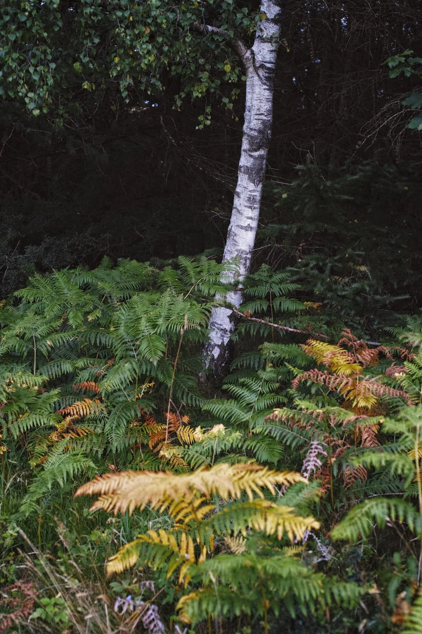 A silver birch surrounded by multi-hued fern caught my eye as we approached the open limestone fellside of Whitbarrow.