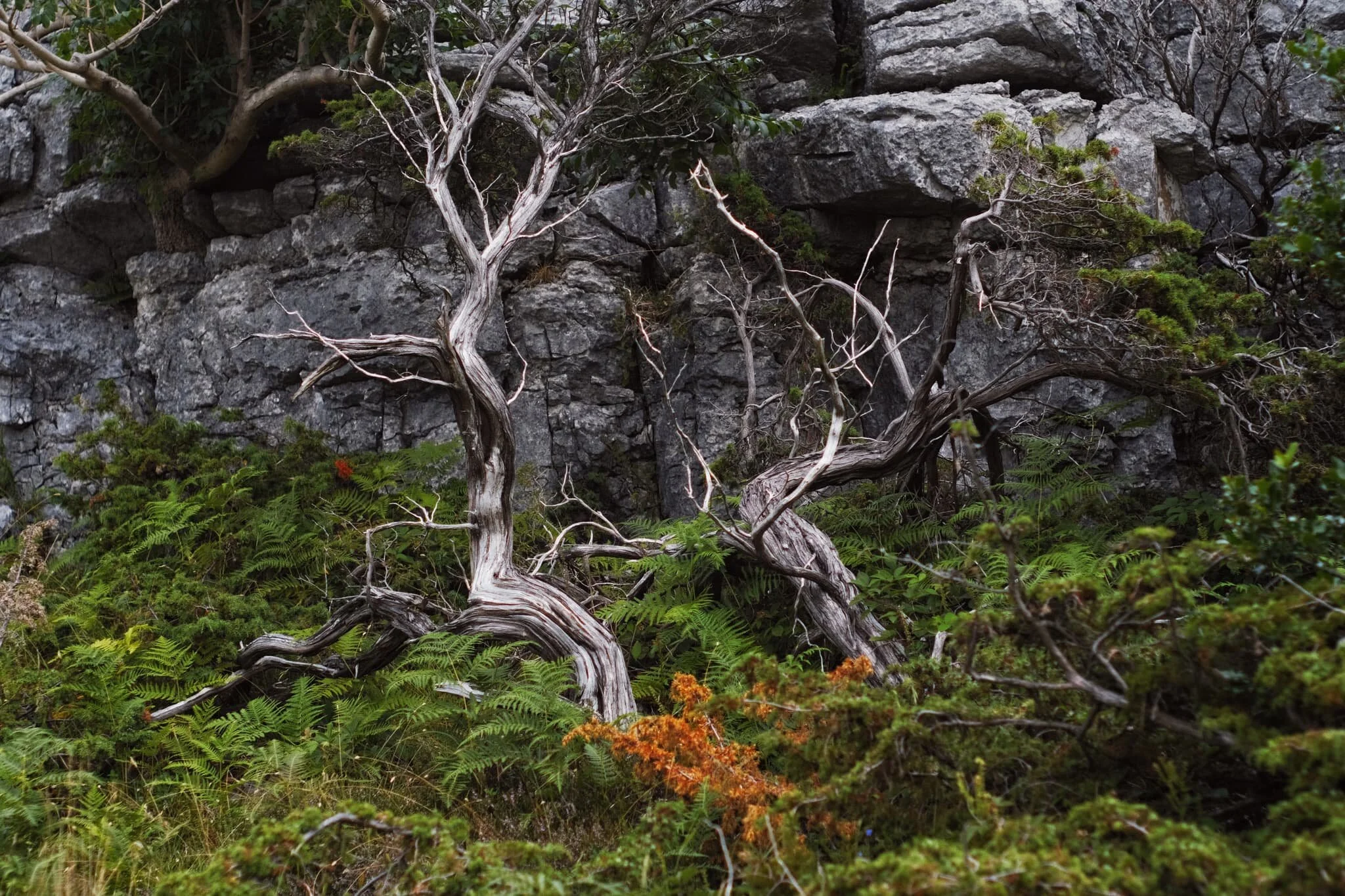 We closed in on the limestone wall that serves as a natural perimeter of the Whitbarrow Nature Reserve. I couldn’t resist these curving shapes offered by a pair of juniper trees set against the escarpment.