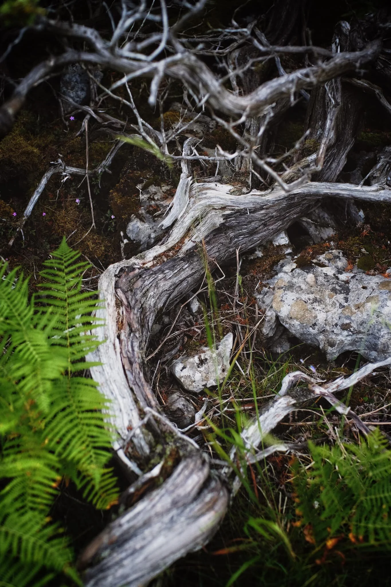 The wonderful contortions of the common juniper, Juniperus communis .