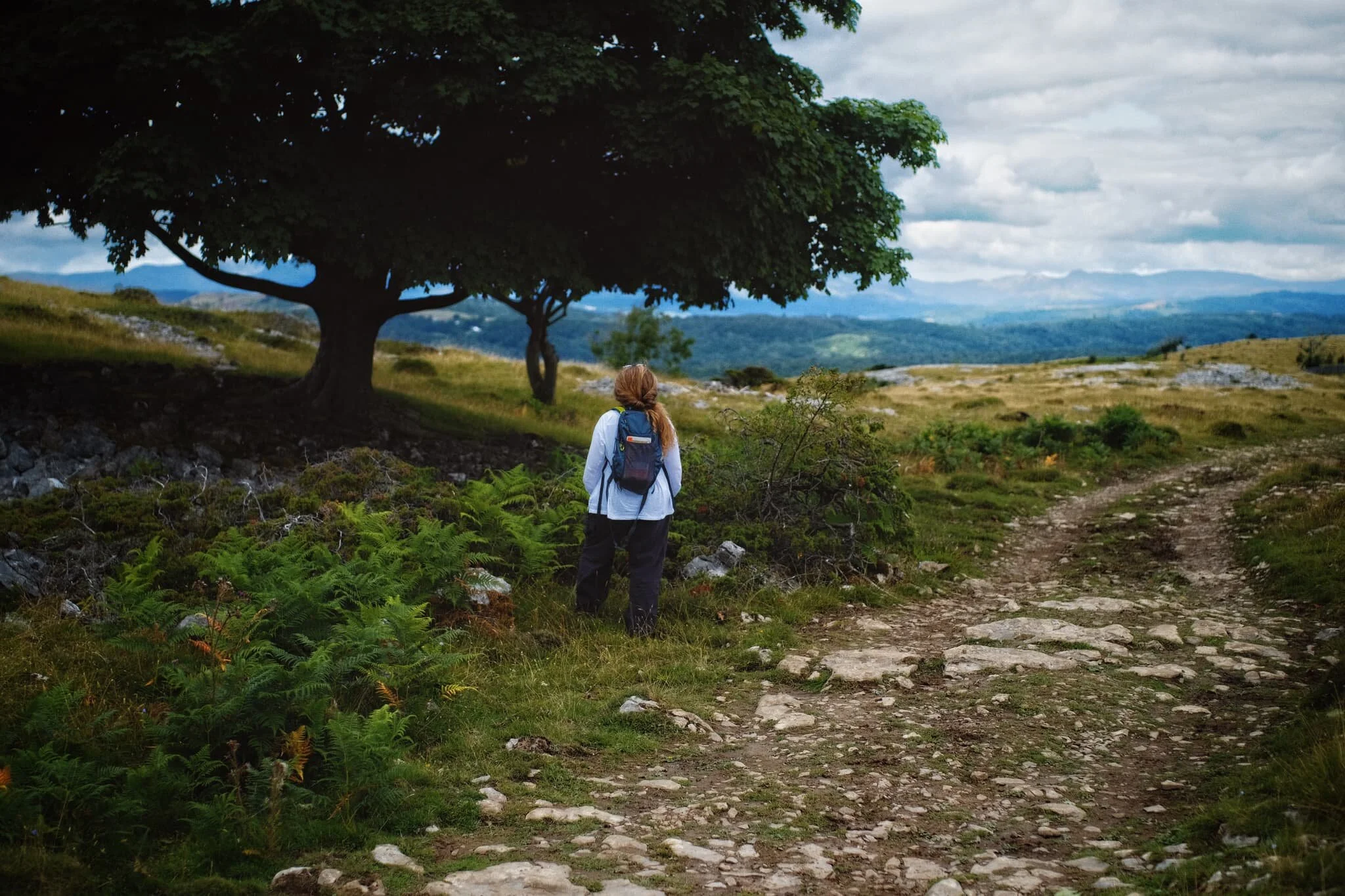 Lisabet checking out some of the more shapely trees around the northern edge of Whitbarrow. Additionally, a view of the Langdale Pikes could clearly be made out.