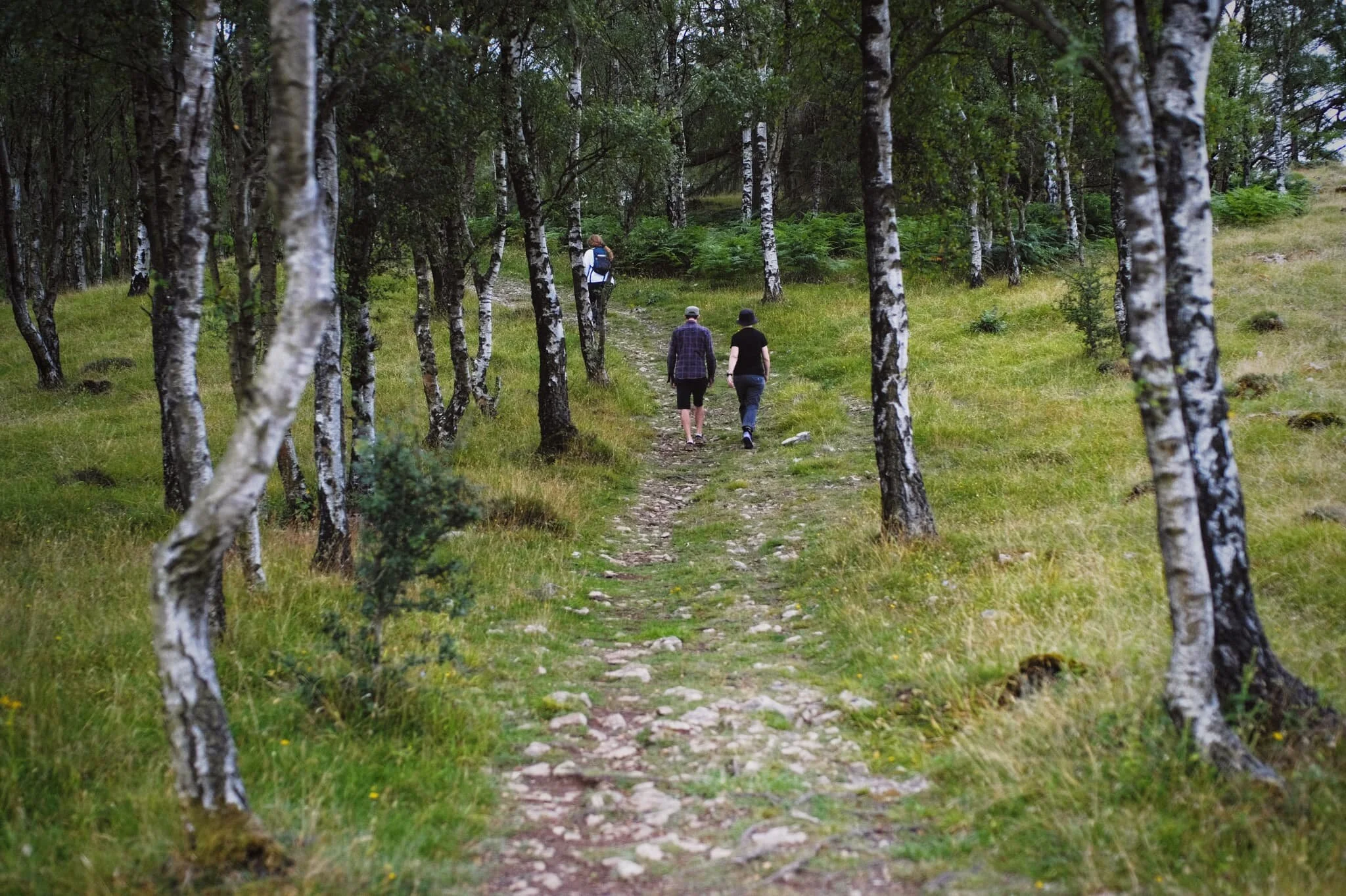 This is the way to the summit of Whitbarrow, known as Lord’s Seat. There were plenty of other hikers around the fell, though certainly not enough to make the area feel busy.