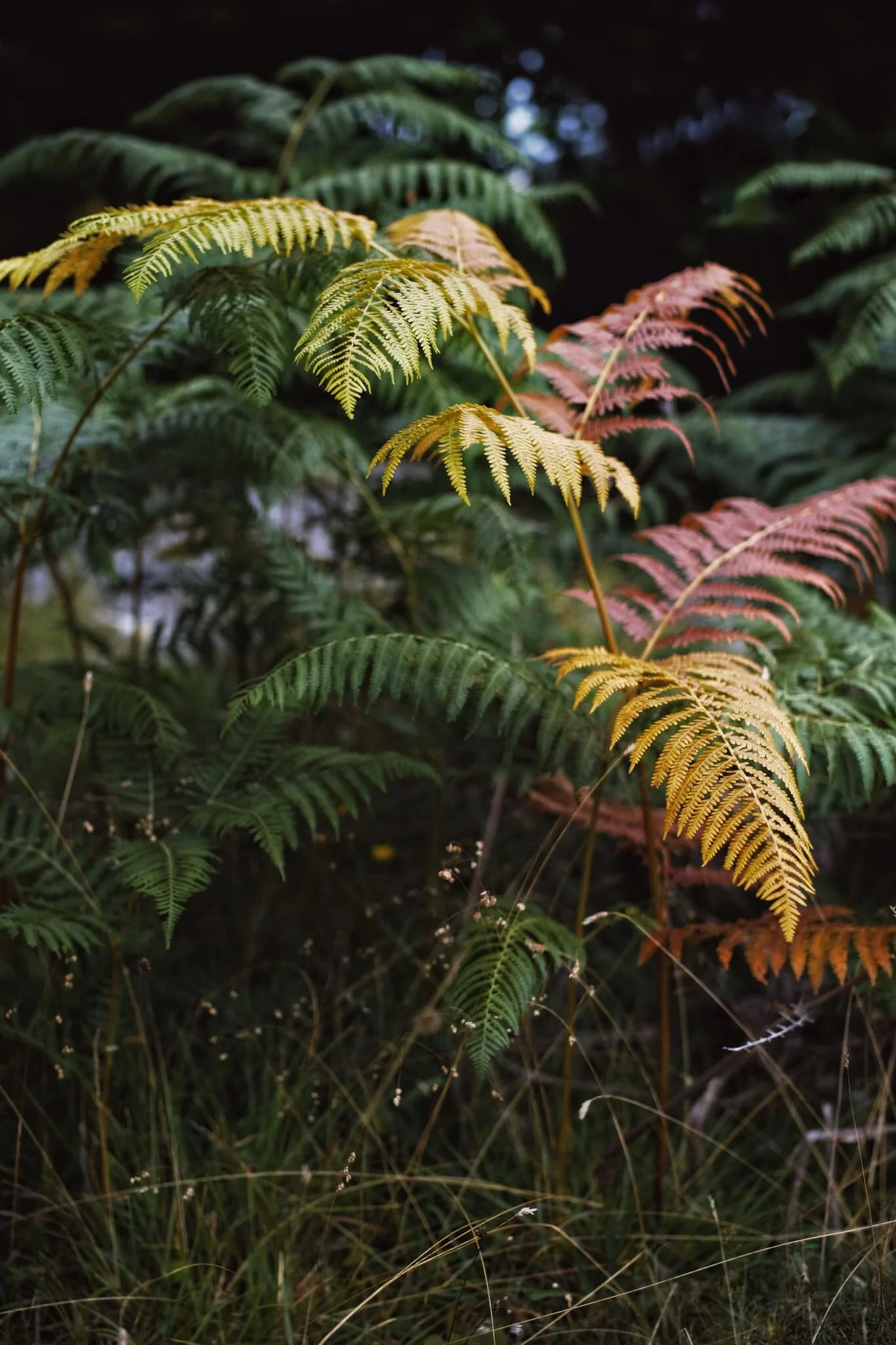 Despite only being the first day of August, some of the abundant fern was already changing into its autumn colours.