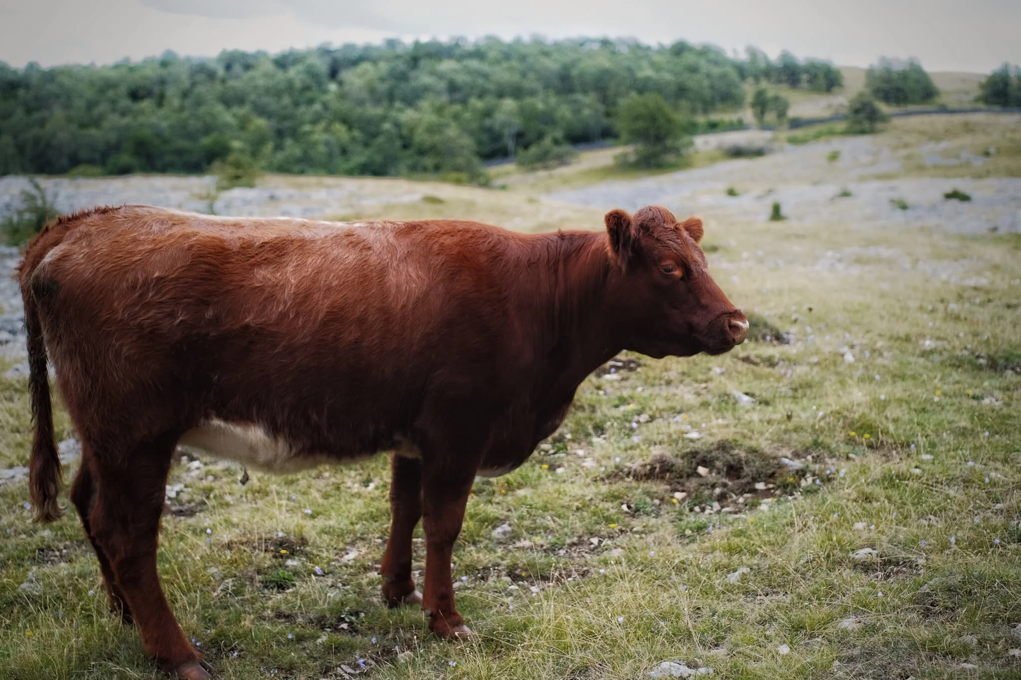 Young cows up on the fell didn’t want to give me and my camera too much attention.