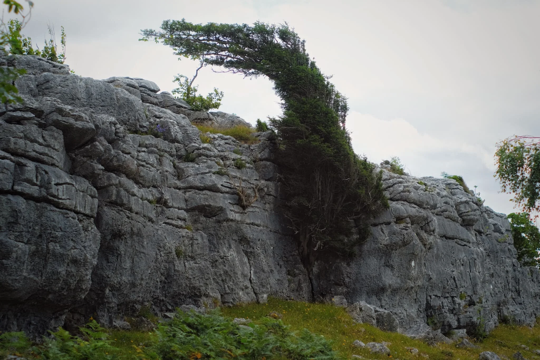 There are plenty of trees that grow out of the limestone wall, which then get blasted by the wind, resulting in remarkable scenes like this.