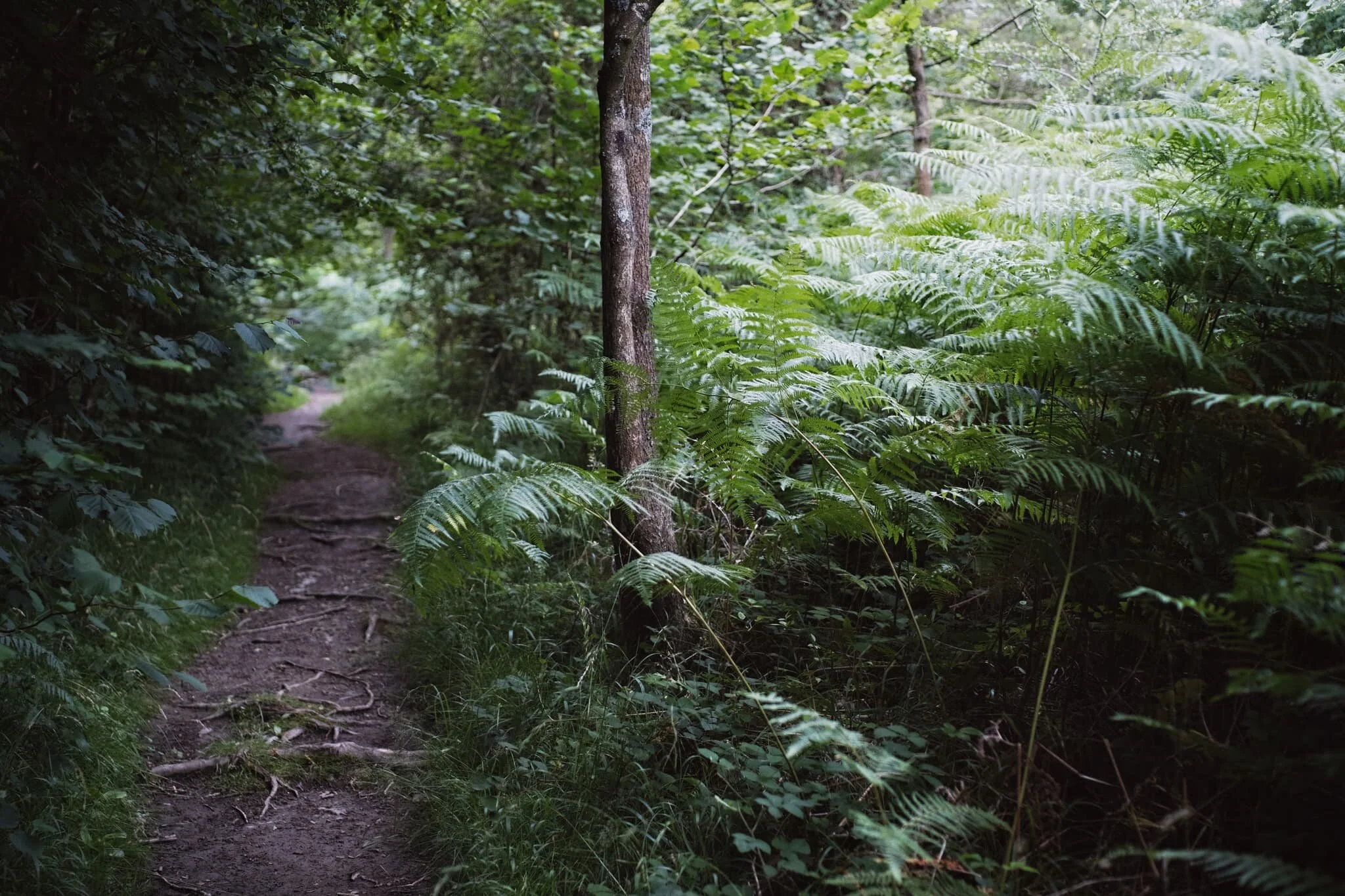The hike up and through the Township Plantation to get onto the fell gave us an indication of how fecund Whitbarrow was in comparison to March. Ferns everywhere .
