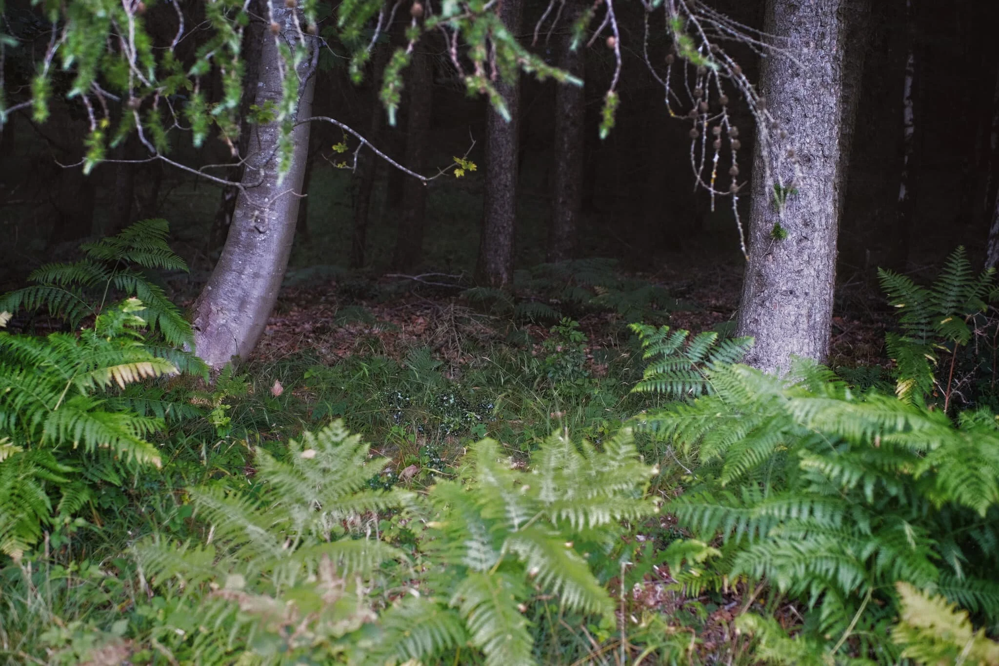 The soft transition of light between the highlighted ferns and tree trunks compared to the gloom of the inner woodland.